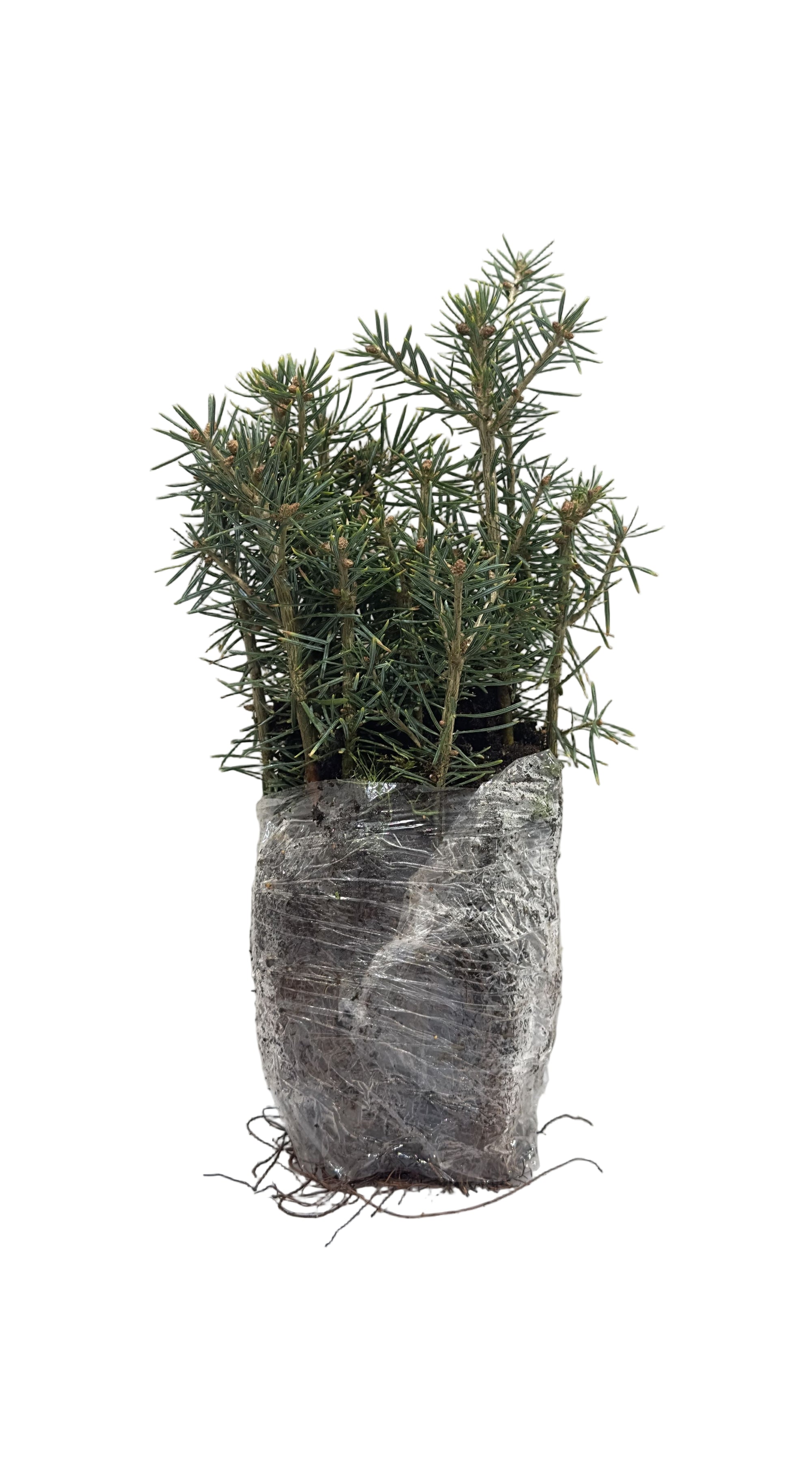 Fir Balsam (Abies balsamea) - Tree Seedling