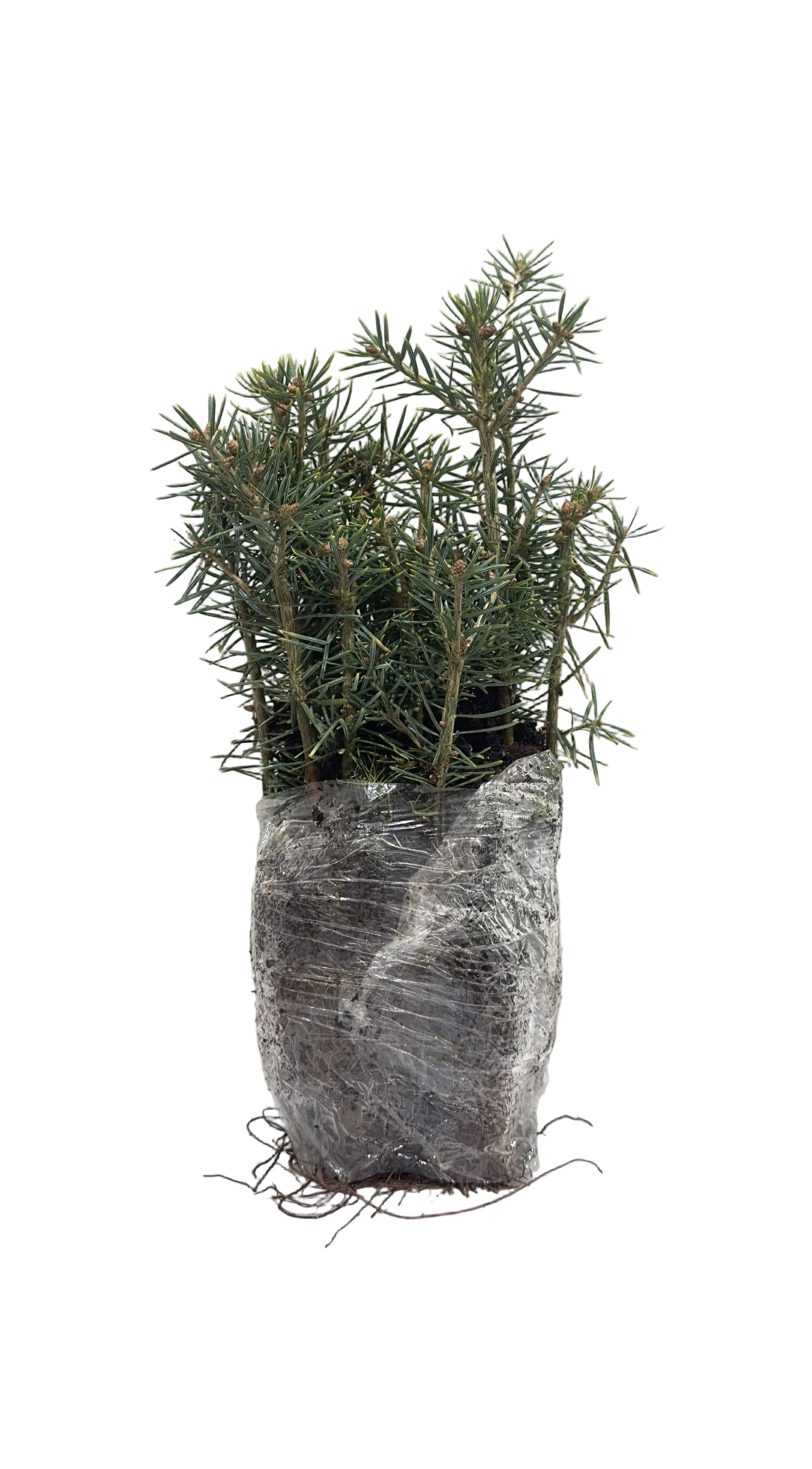 Fir Balsam (Abies balsamea) - Tree Seedling