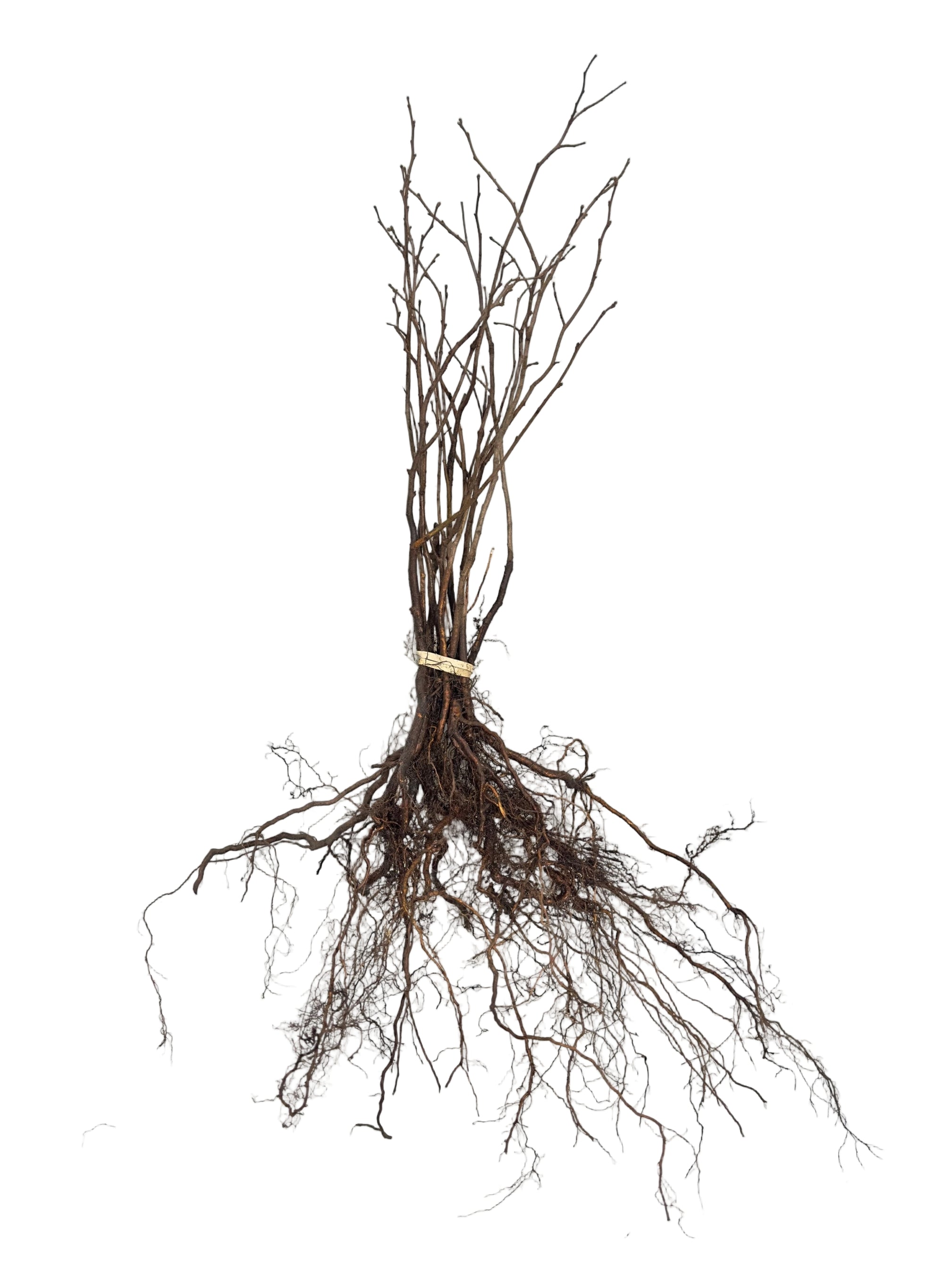 Hazelnut Beaked (Corylus cornuta) - Shrub Seedling