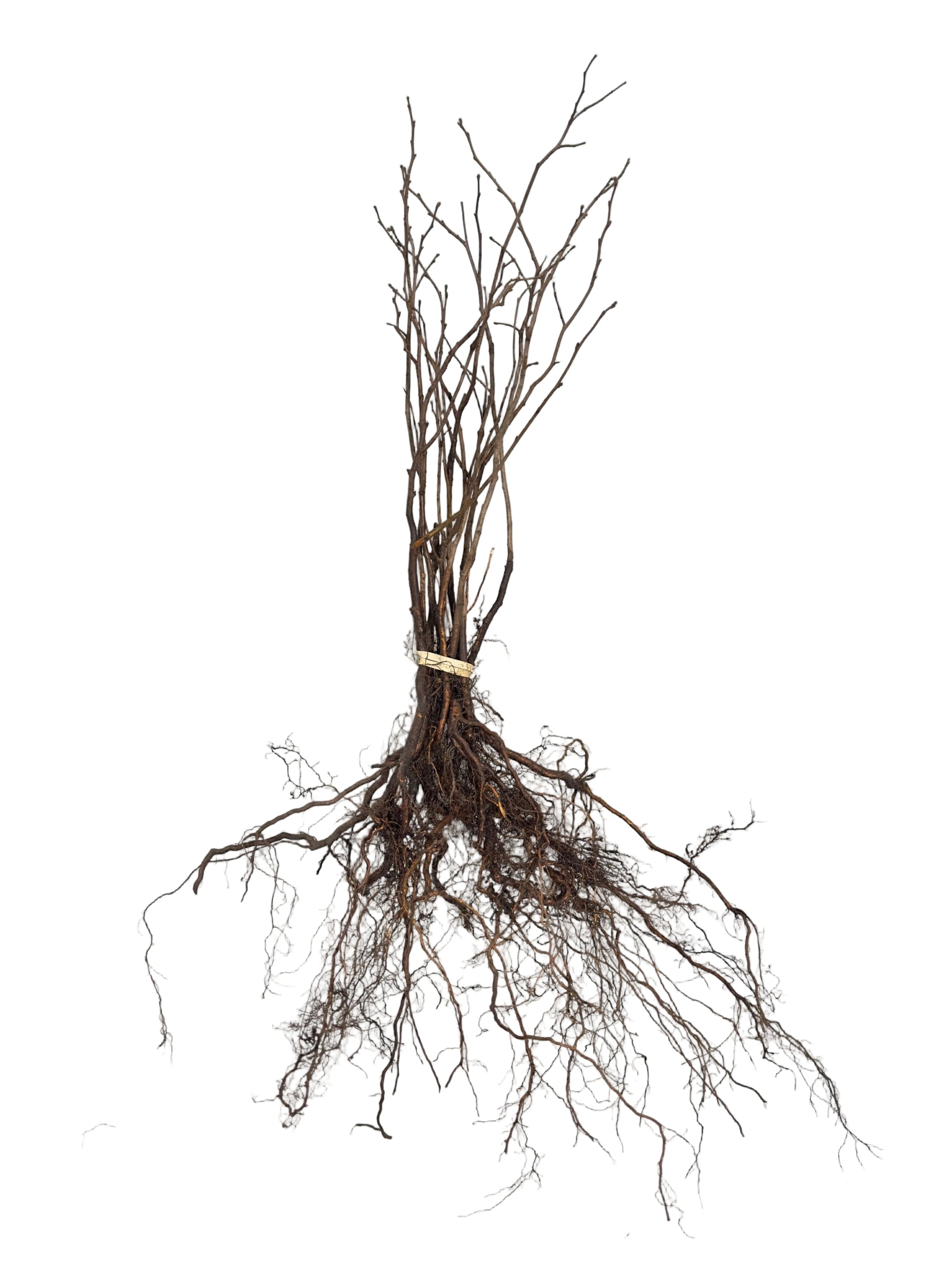 Hazelnut Beaked (Corylus cornuta) - Shrub Seedling
