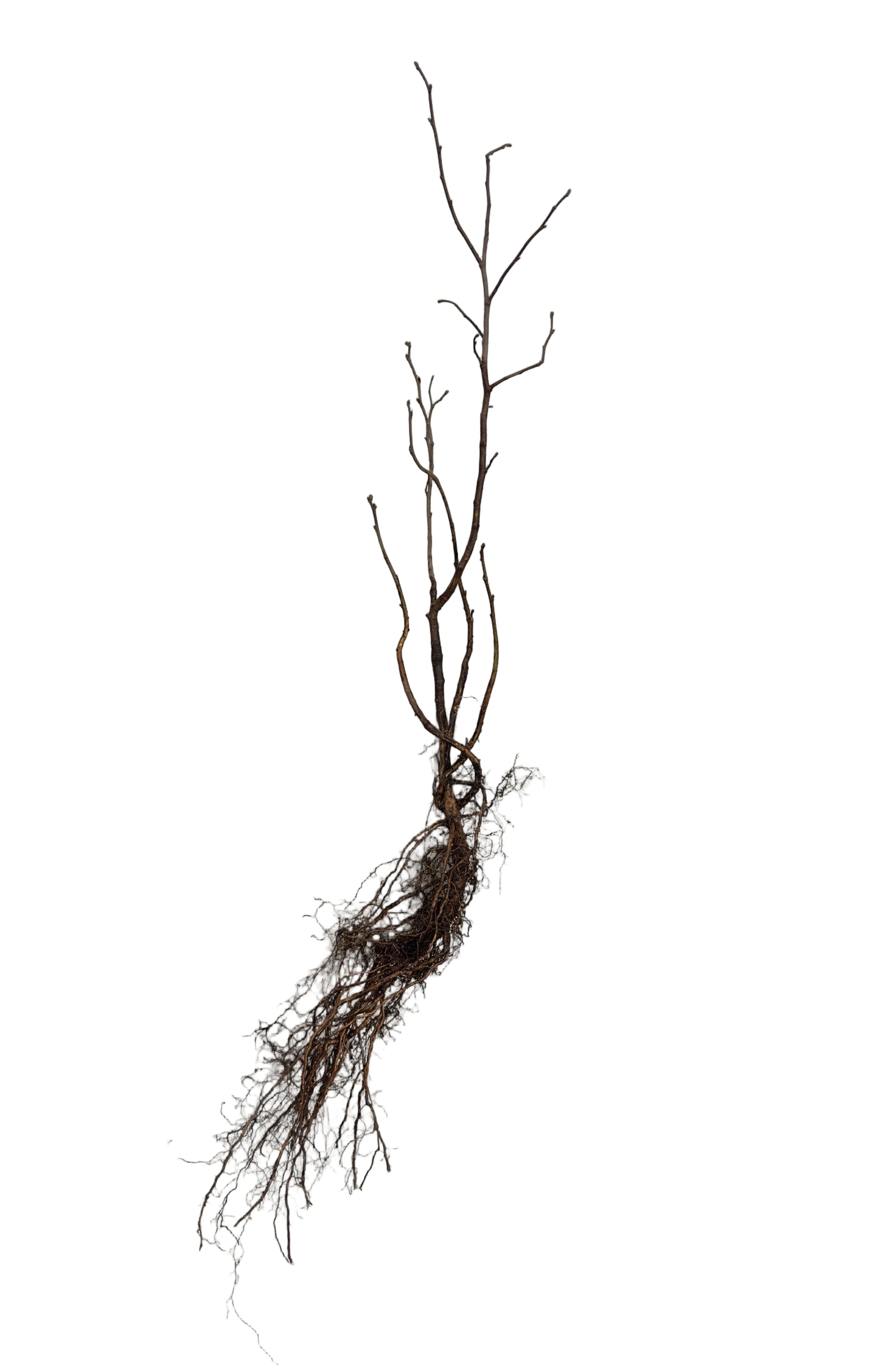 Hazelnut Beaked (Corylus cornuta) - Shrub Seedling