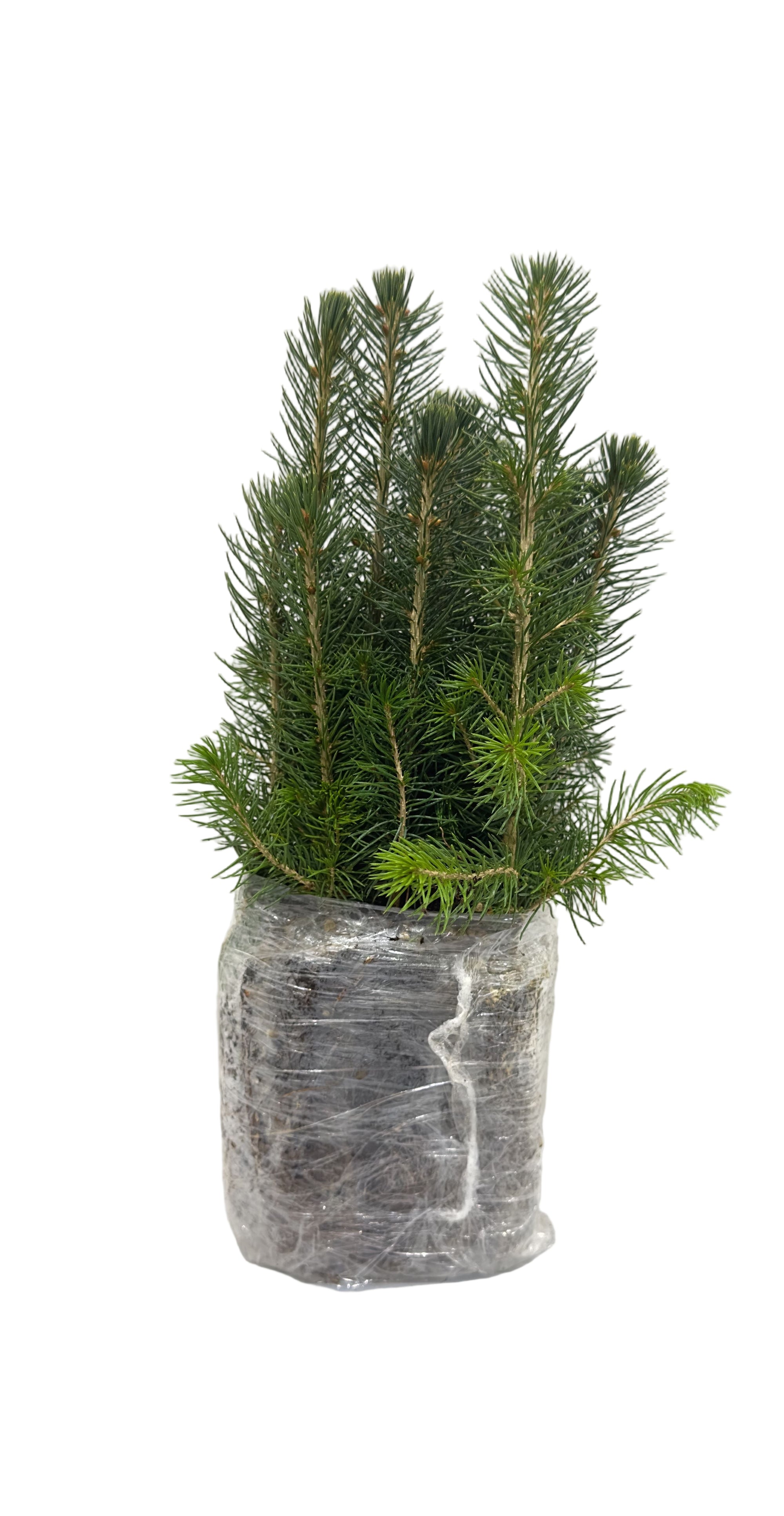 Spruce Black Hills (Picea glauca 'Densata') - Tree Seedling