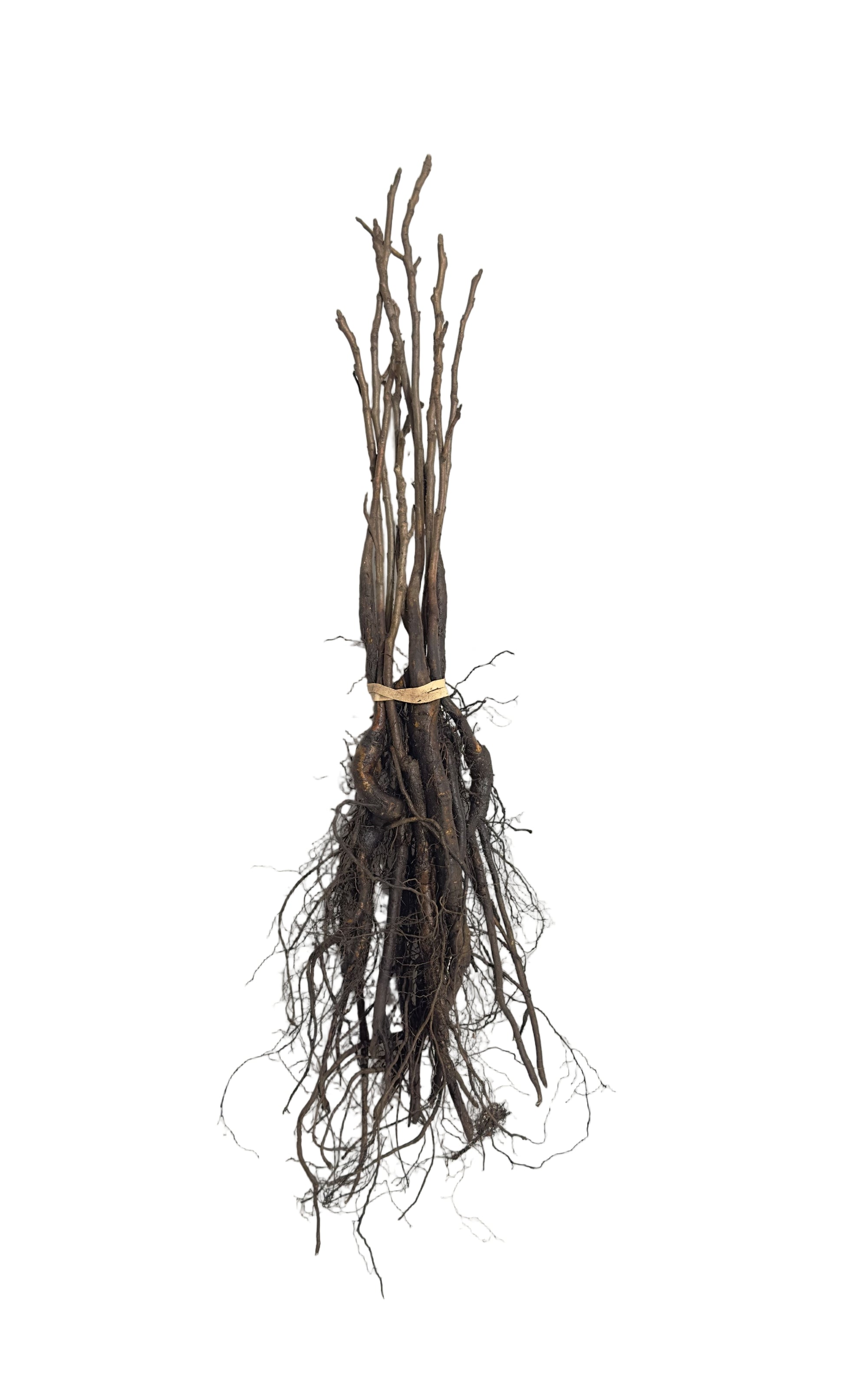 Walnut Black (Juglans nigra) - Tree Seedling