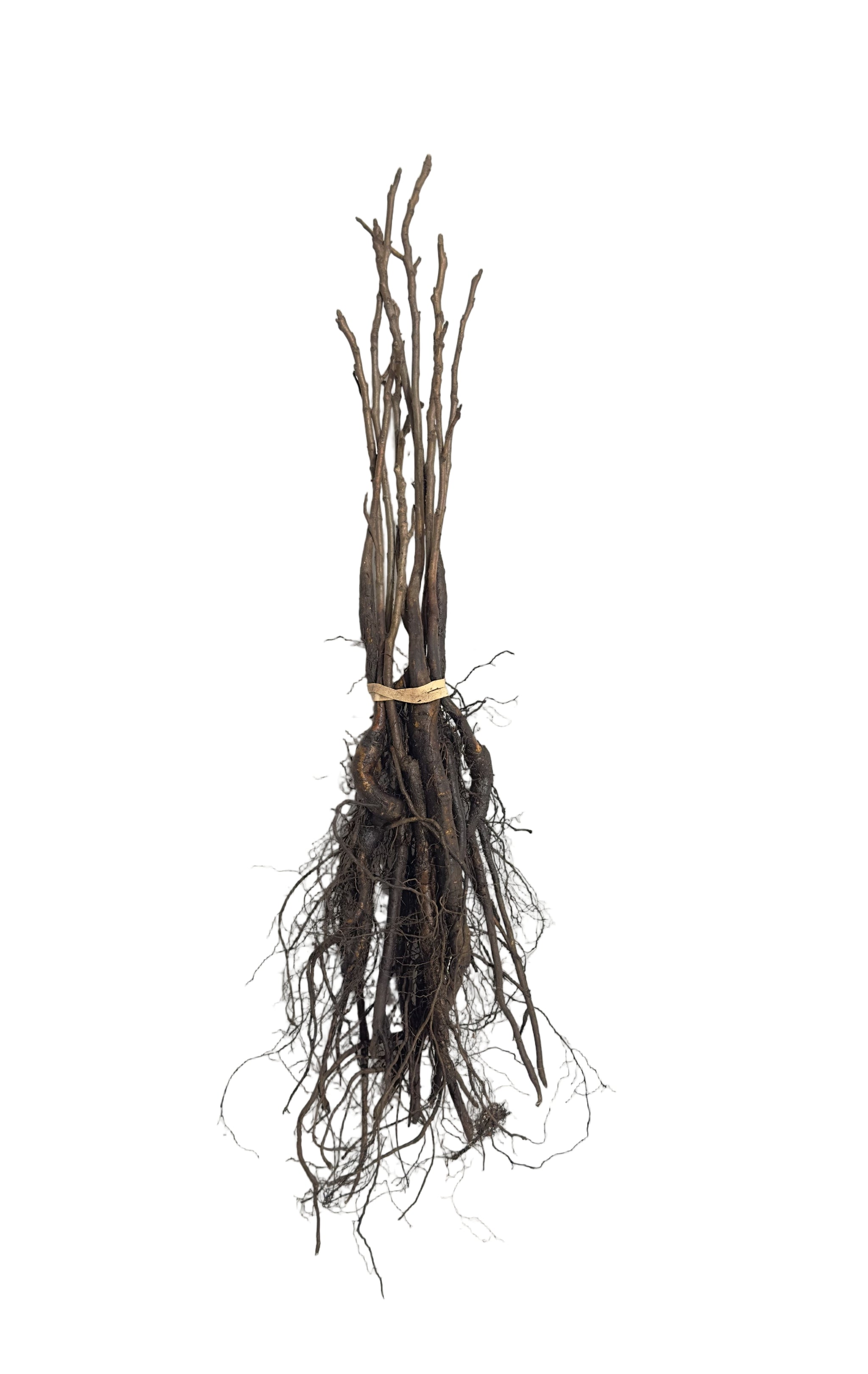 Walnut Black (Juglans nigra) - Tree Seedling