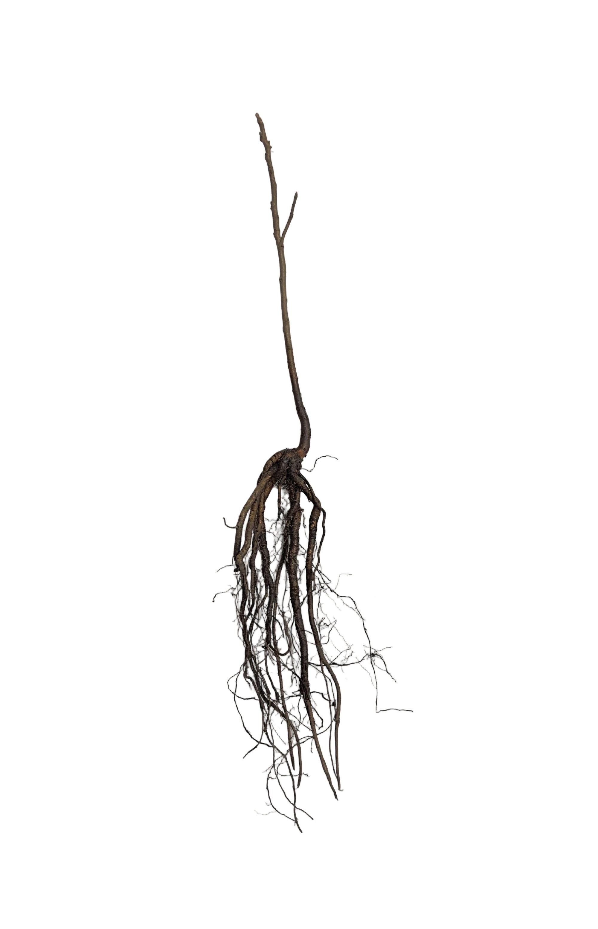 Walnut Black (Juglans nigra) - Tree Seedling