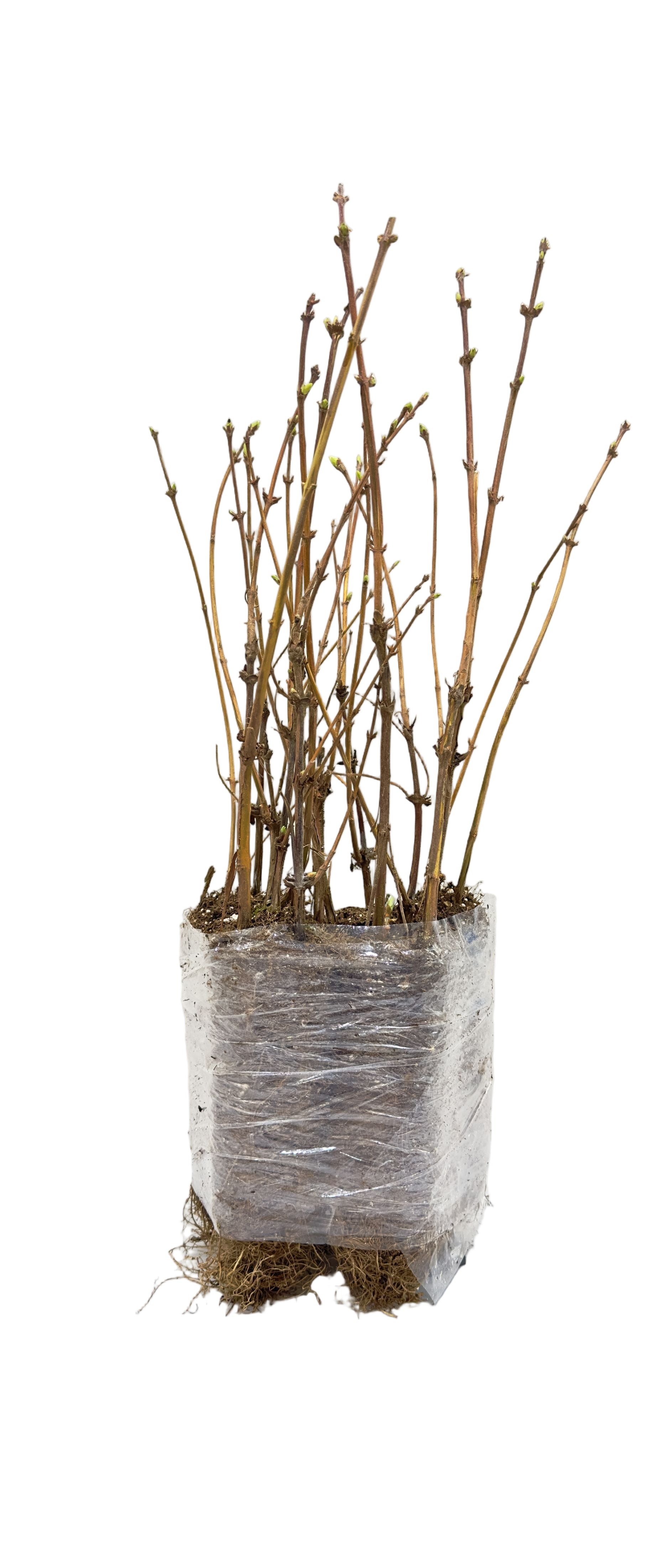 Haskap (Honeyberry) Borealis (Lonicera caerulea) - Shrub Seedling