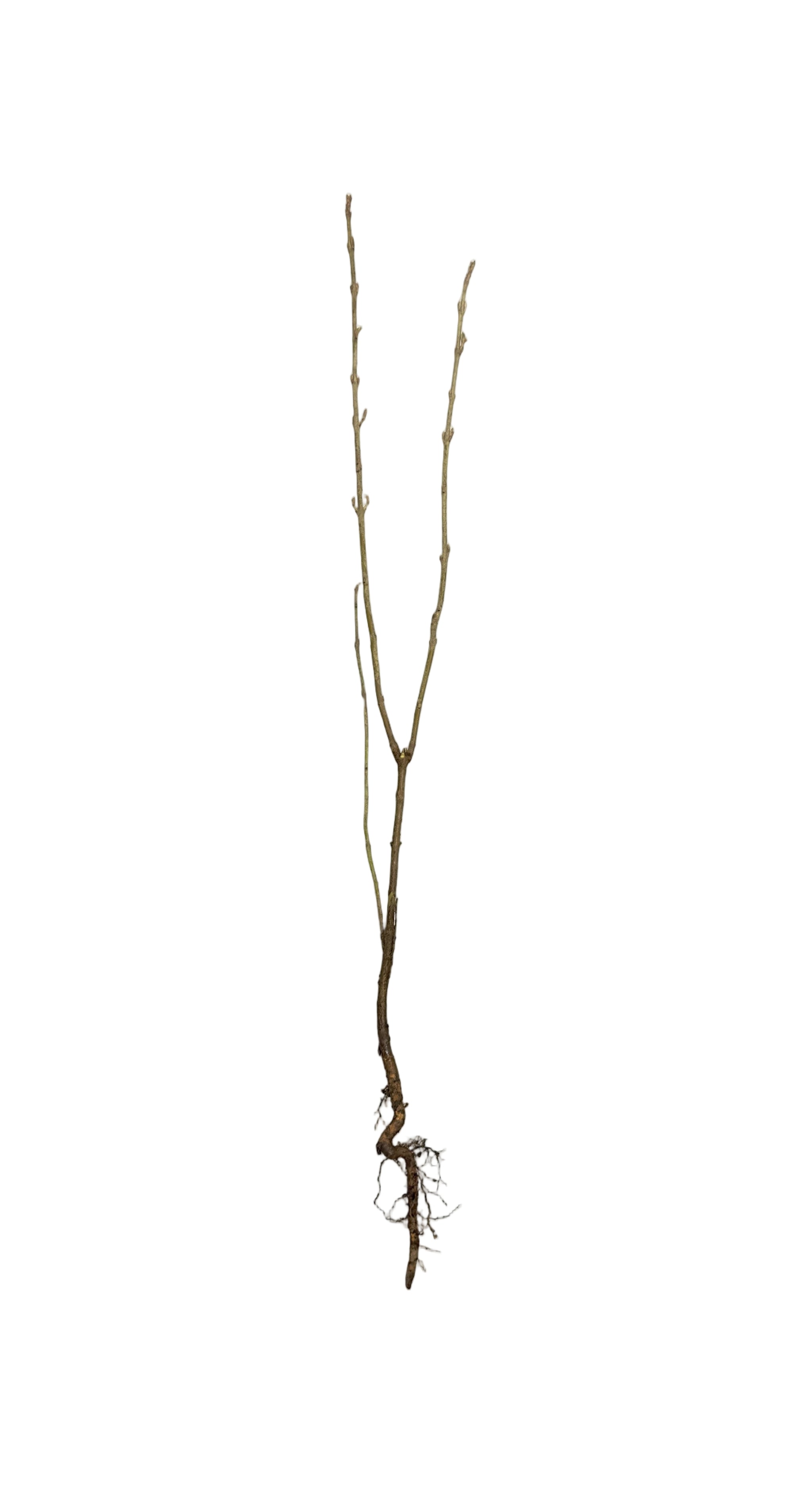 Buffaloberry Silver (Shepherdia argentea) - Shrub Seedling