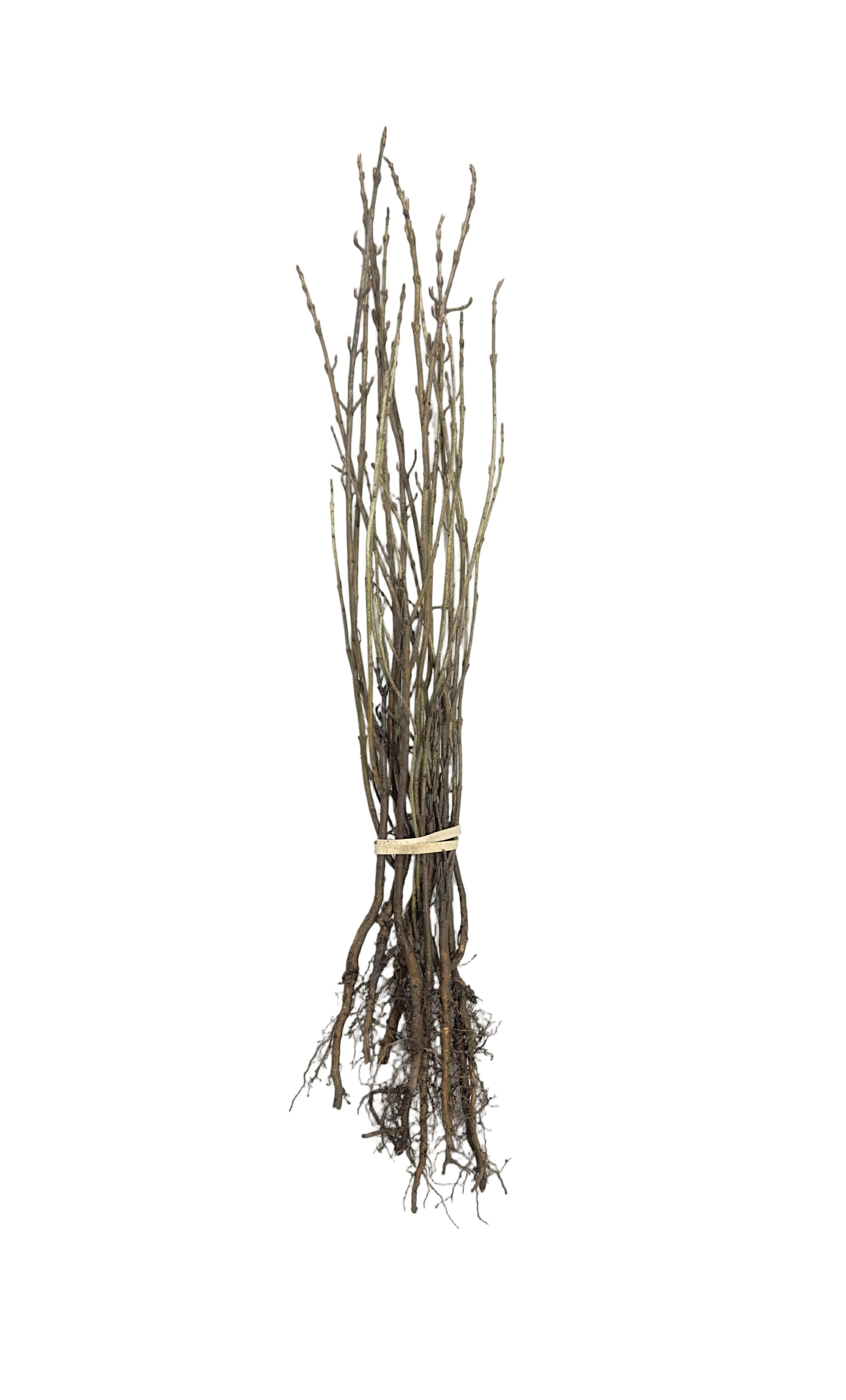 Buffaloberry Silver (Shepherdia argentea) - Shrub Seedling