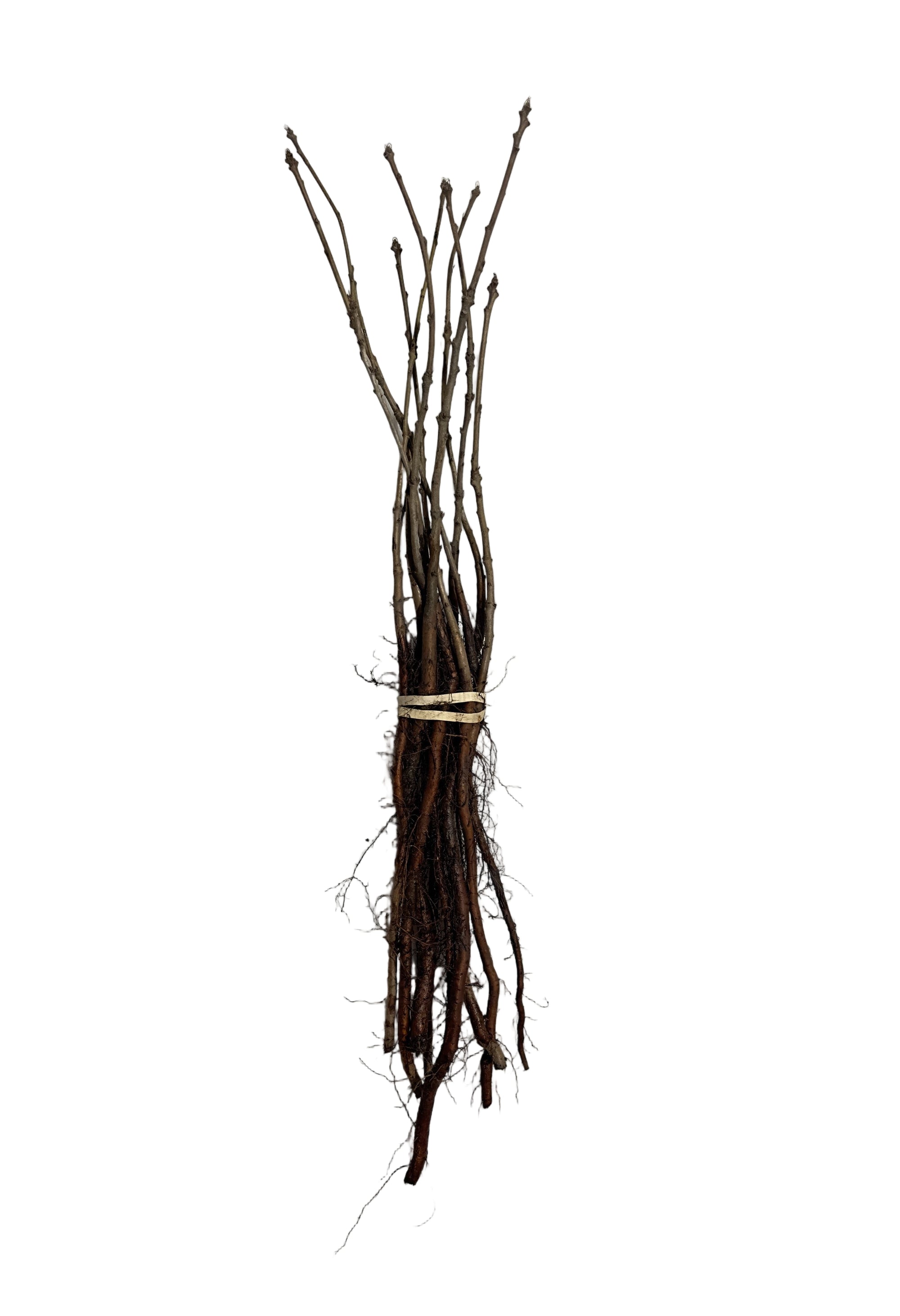 Oak Burr (Quercus macrocarpa) - Tree Seedling