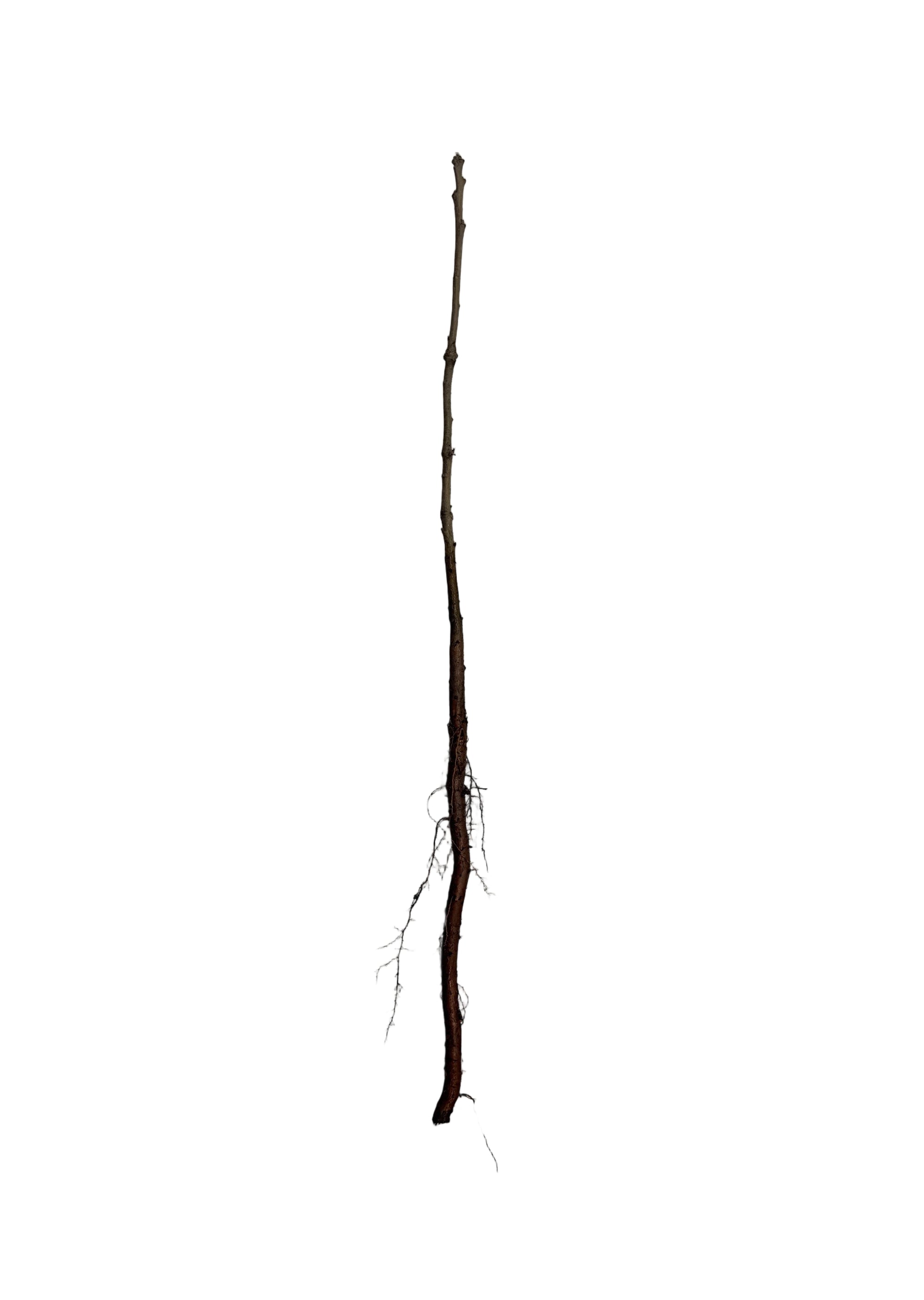 Oak Burr (Quercus macrocarpa) - Tree Seedling