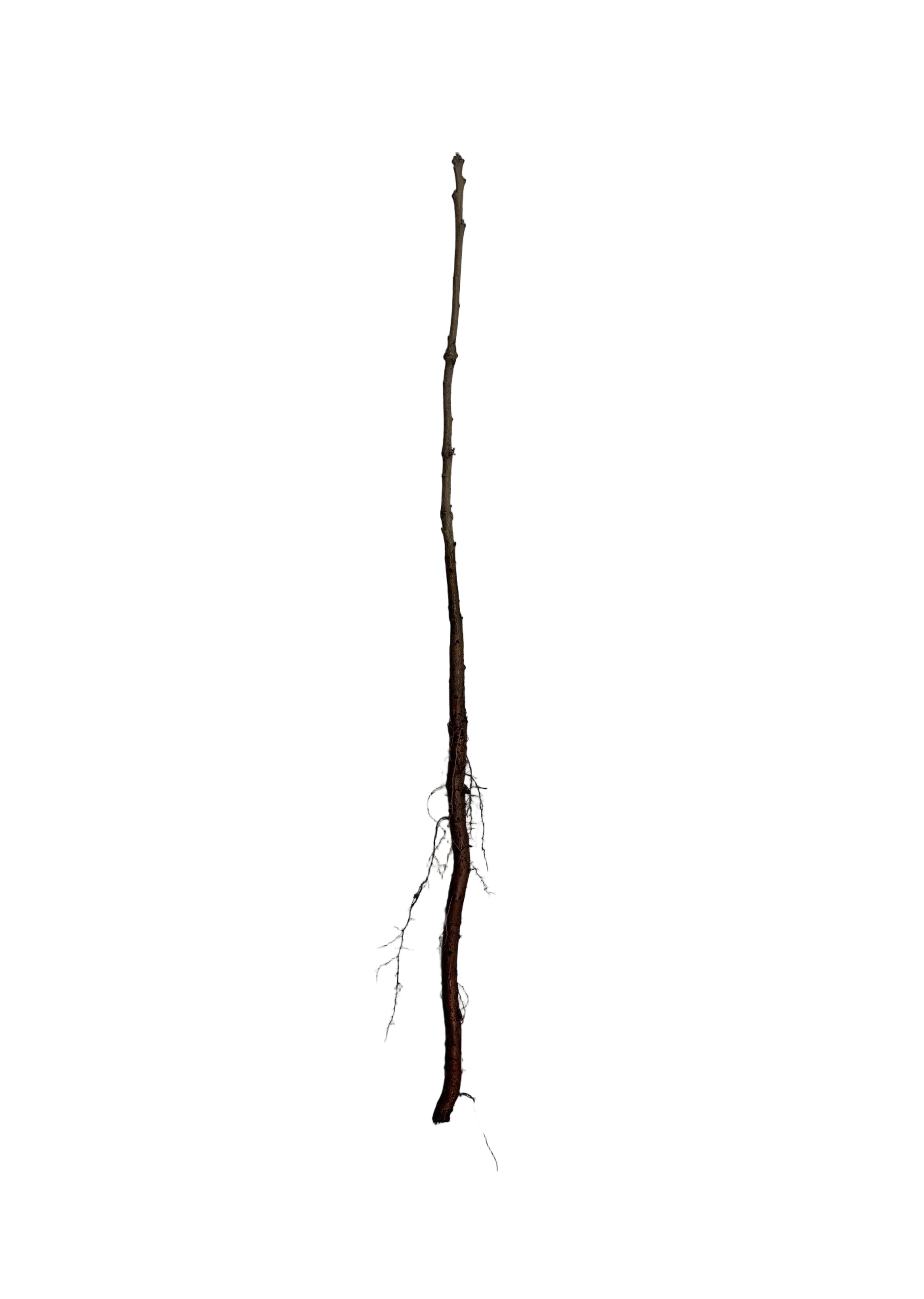 Oak Burr (Quercus macrocarpa) - Tree Seedling