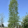 Poplar Balsam (Populus balsamifera)