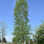 Poplar Balsam (Populus balsamifera)