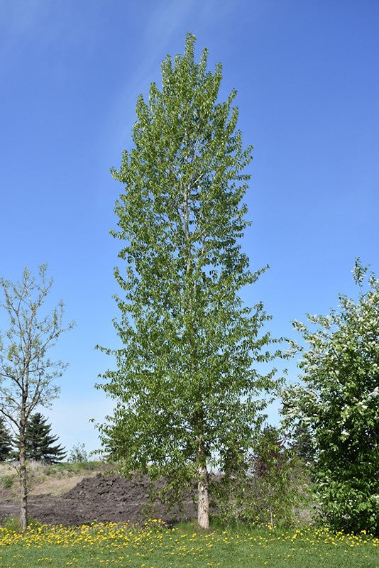 Poplar Balsam (Populus balsamifera)