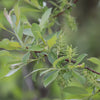 Willow Beaked (Salix bebbiana) - Shrub Seedling