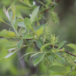 Willow Beaked (Salix bebbiana) - Shrub Seedling
