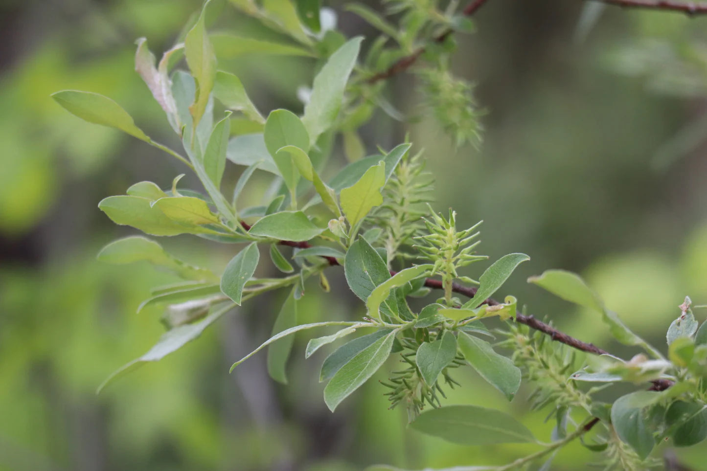Willow Beaked (Salix bebbiana) - Shrub Seedling
