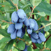 Haskap (Honeyberry) Boreal Blizzard (Lonicera caerulea) - Shrub Seedling