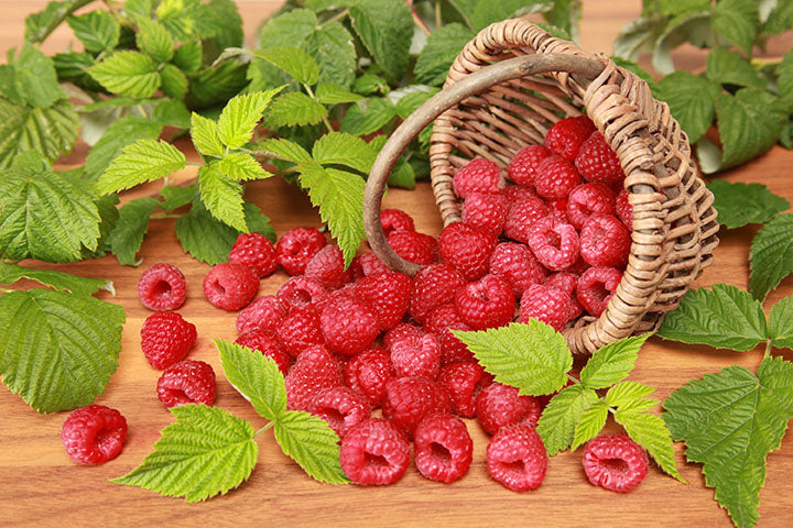 Raspberry Boyne (Rubus) - Shrub Seedling – Select Seedling Nursery