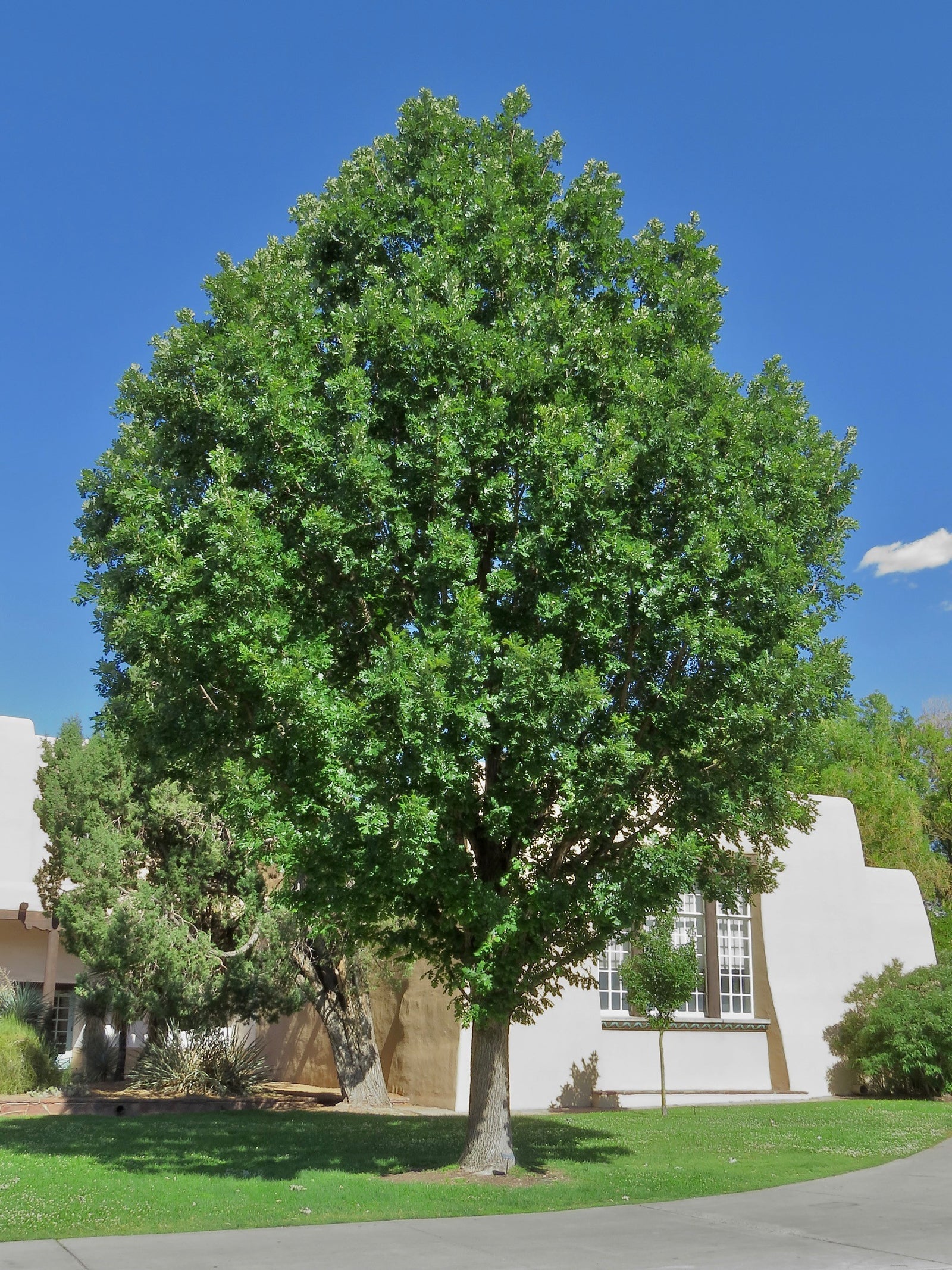 Oak Burr (Quercus macrocarpa) - Tree Seedling