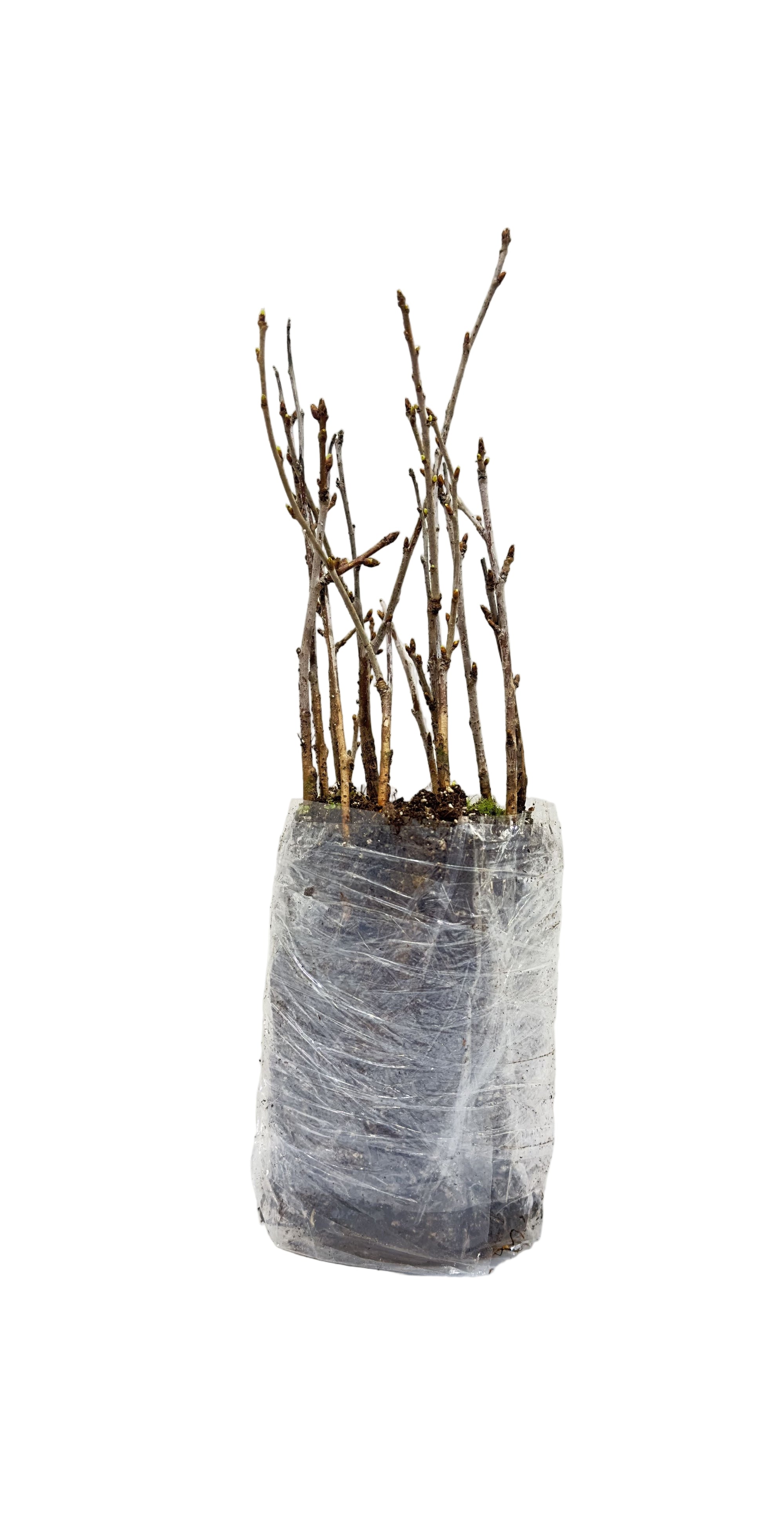 Cherry Carmine Jewel SK (Prunus x kerrasis) - Shrub Seedling