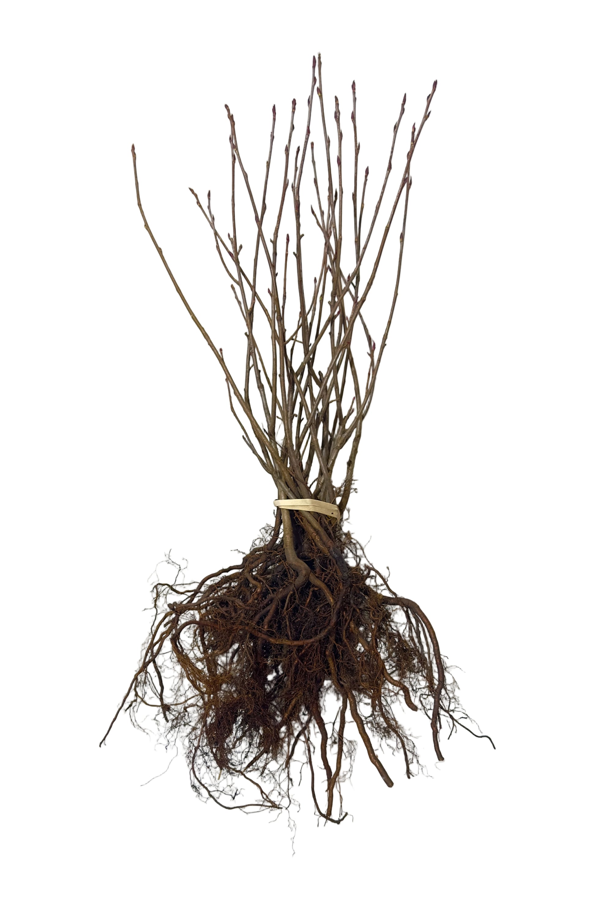 Chokeberry (Aronia melanocarpa) - Shrub Seedling