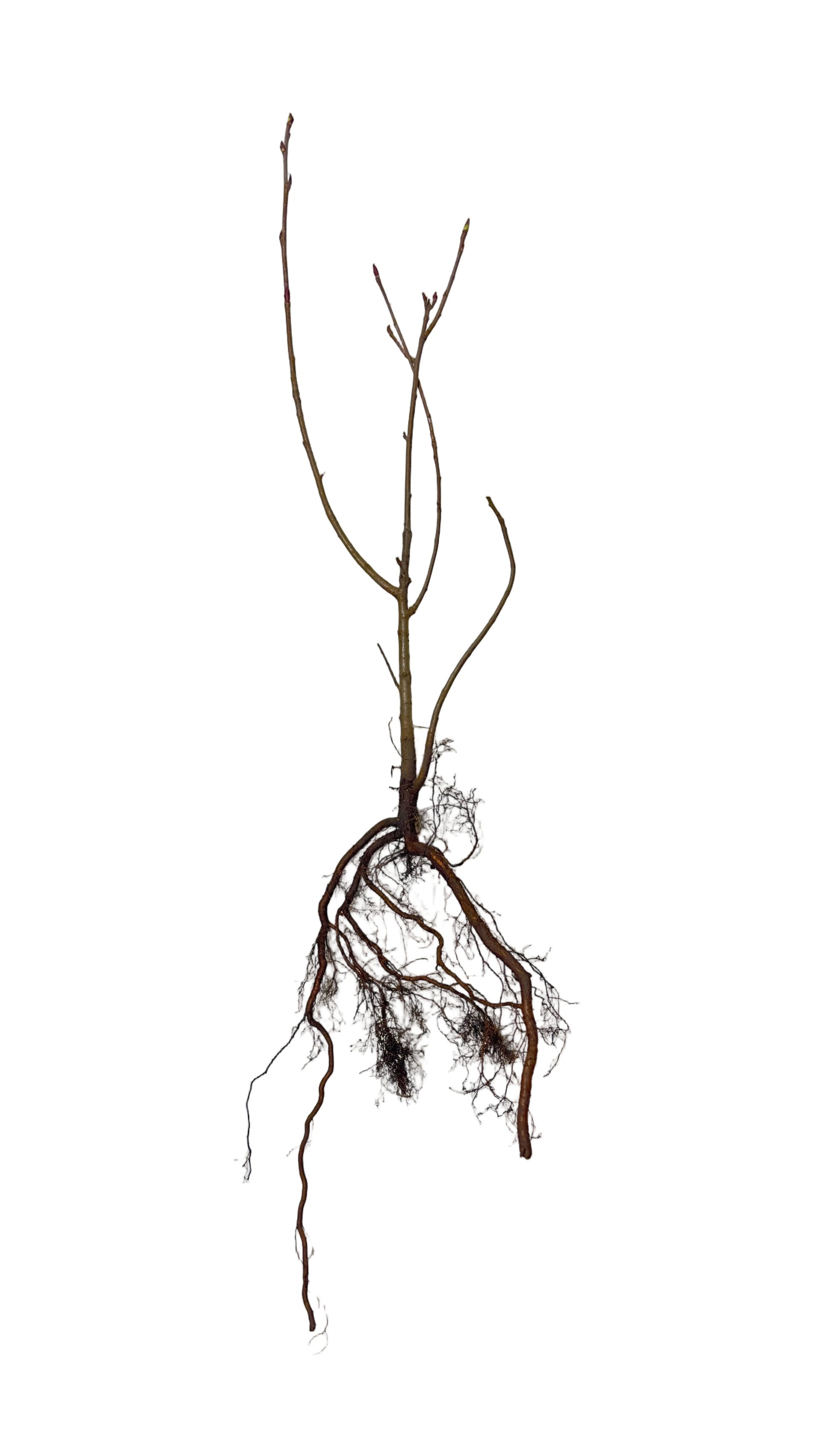 Chokeberry (Aronia melanocarpa) - Shrub Seedling