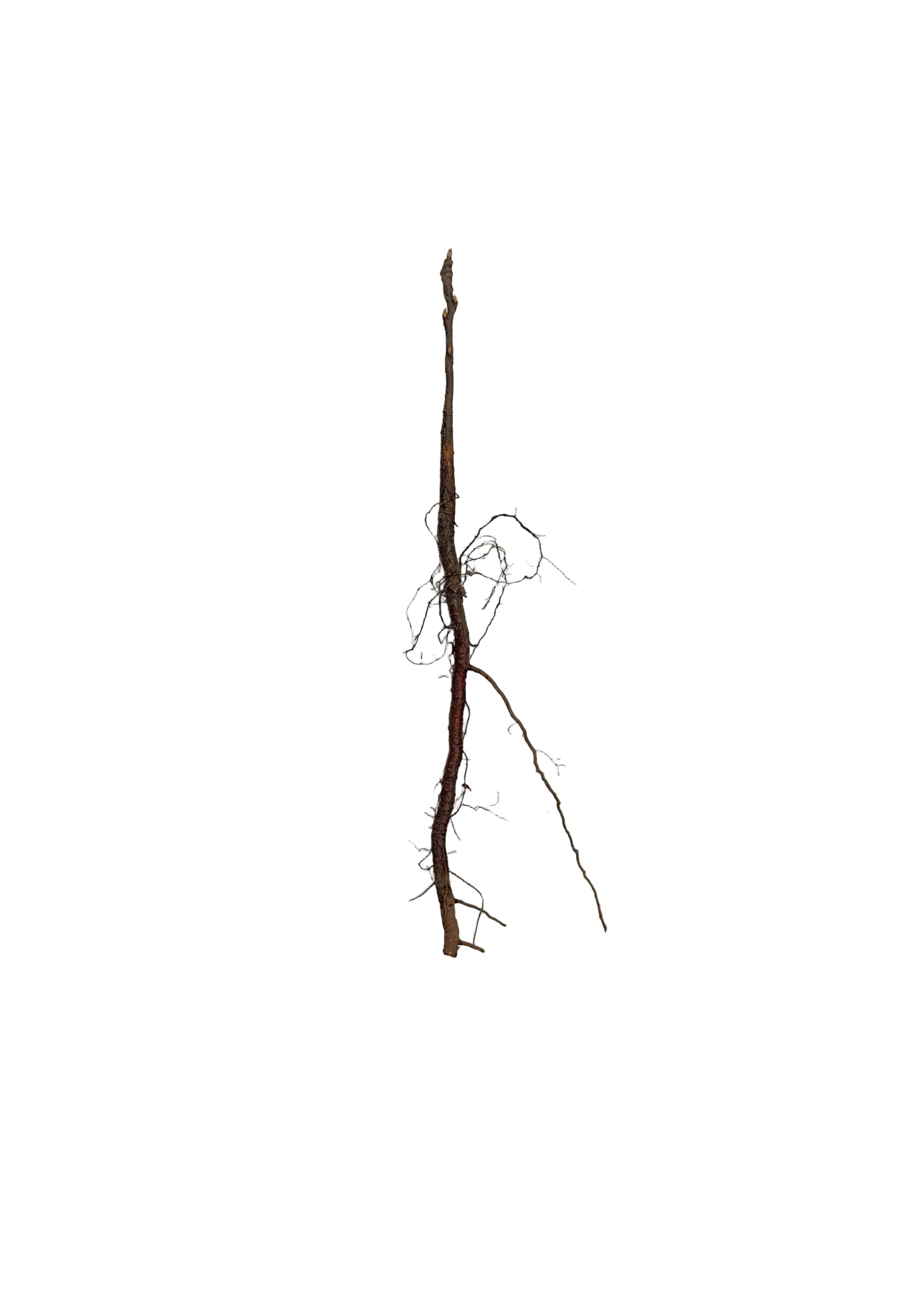Chokecherry (Prunus virginiana) - Shrub Seedling