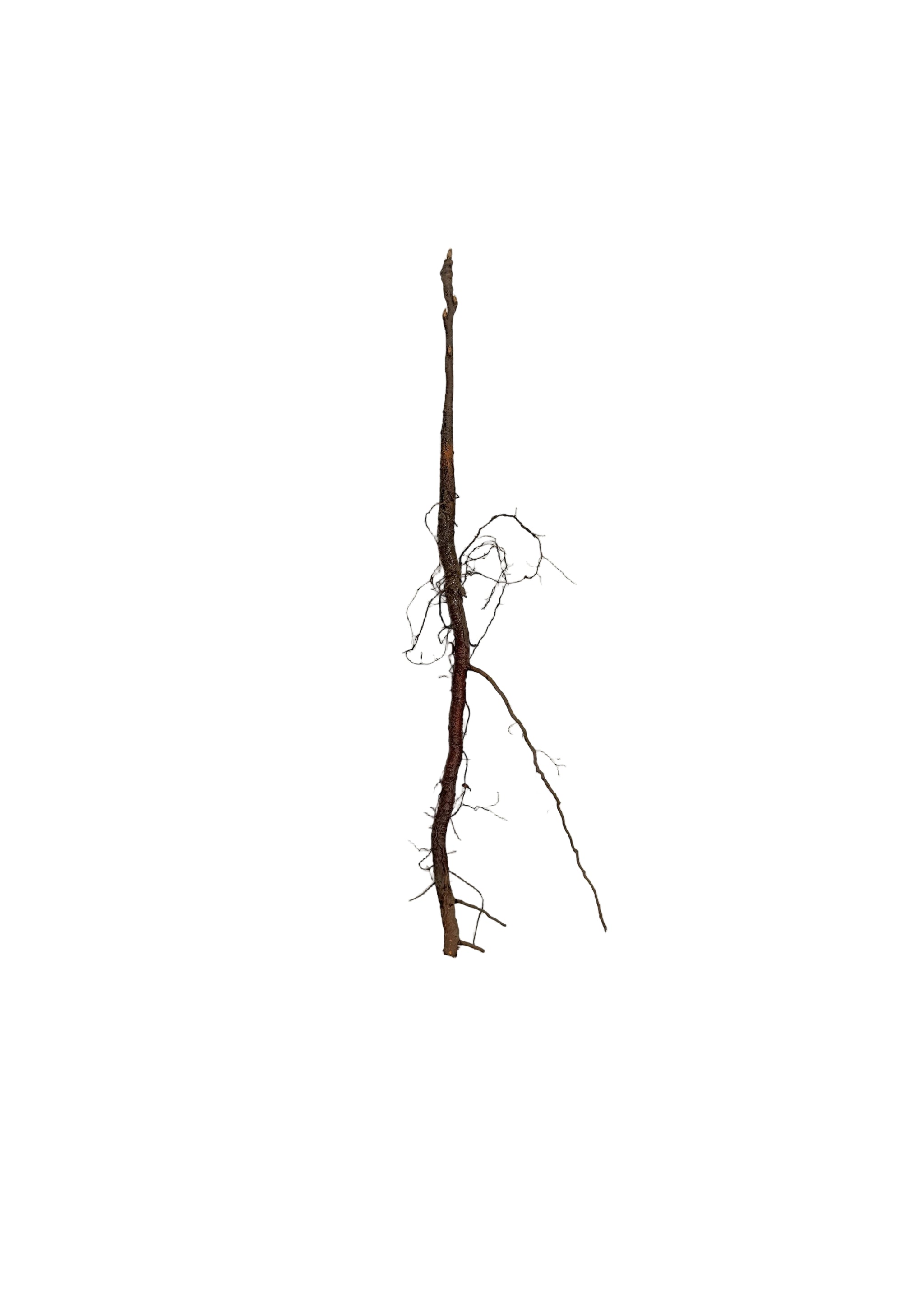 Chokecherry (Prunus virginiana) - Shrub Seedling