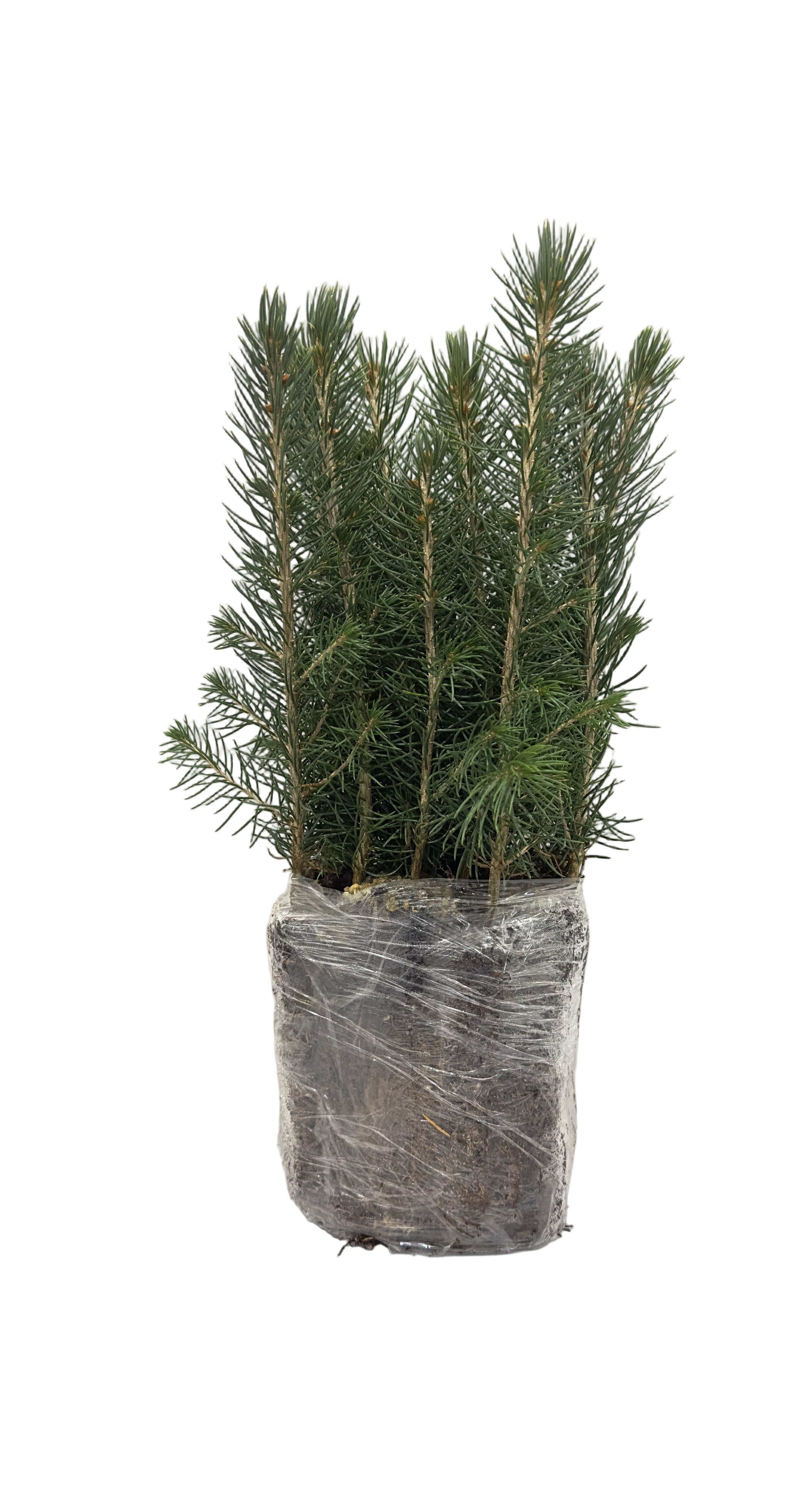 Spruce Colorado (Picea pungens) - Tree Seedling