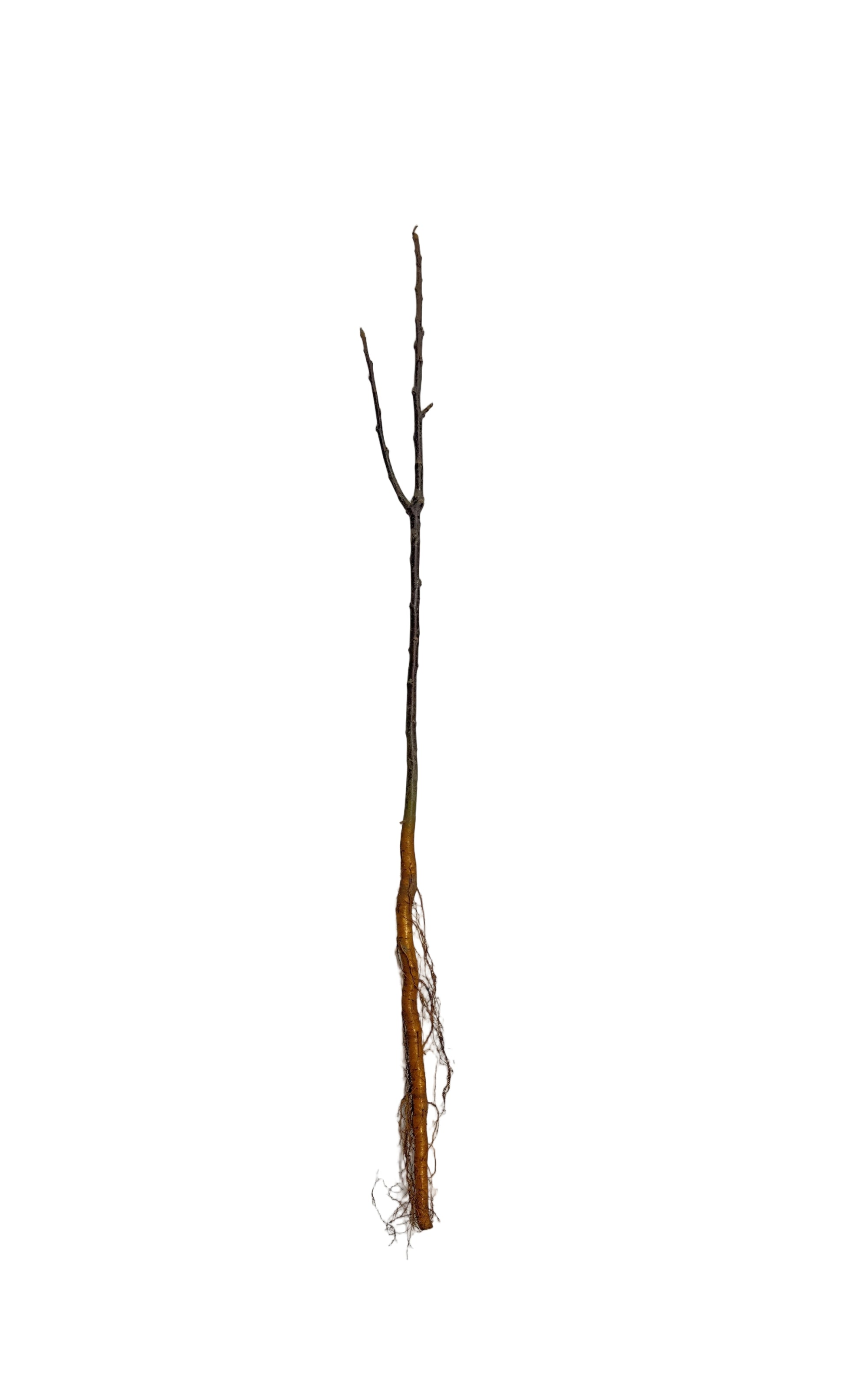 Flowering Crabapple Columbia (Malus) - Tree Seedling
