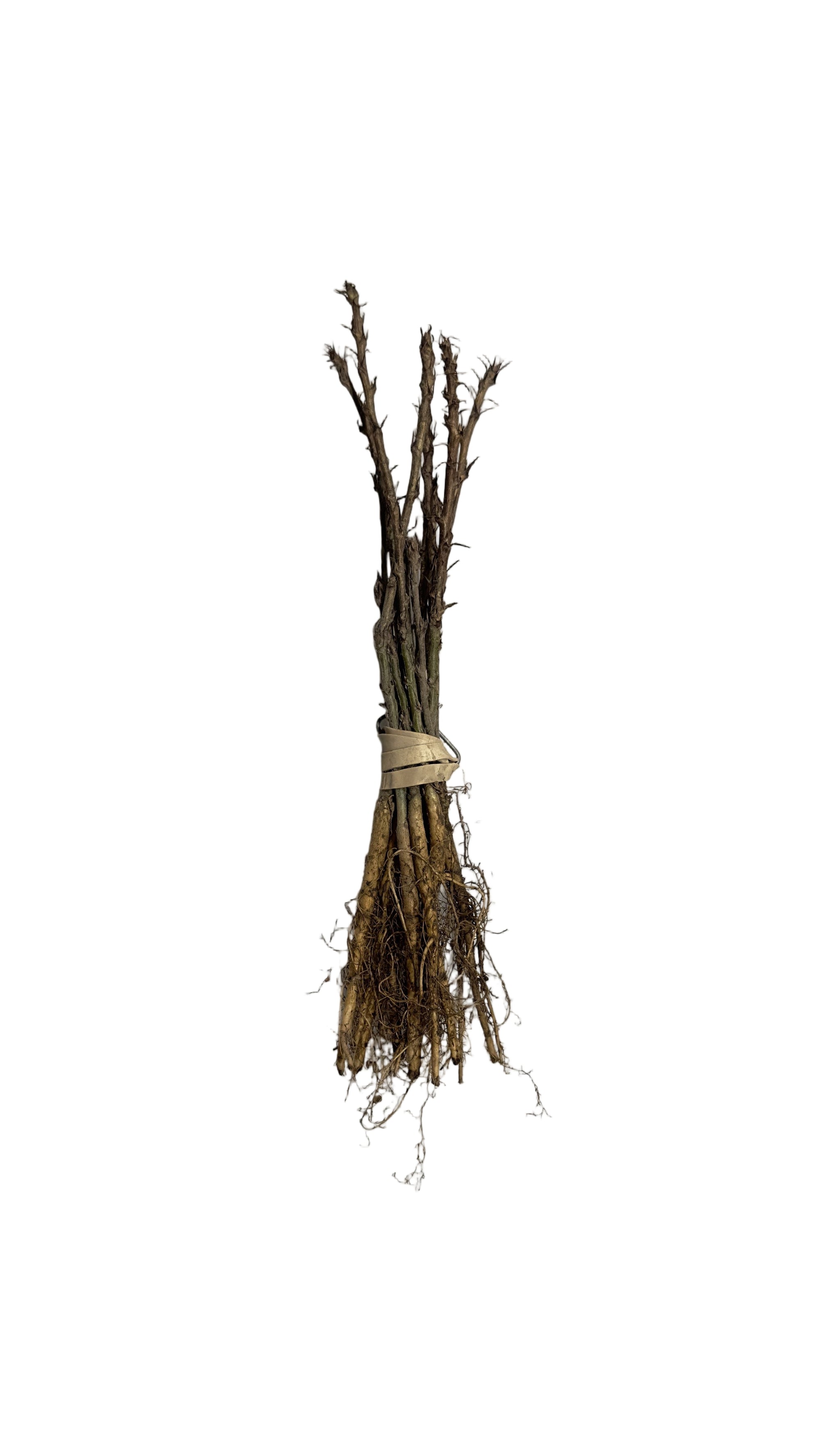 Caragana Common (Caragana arborescens) - Shrub Seedling