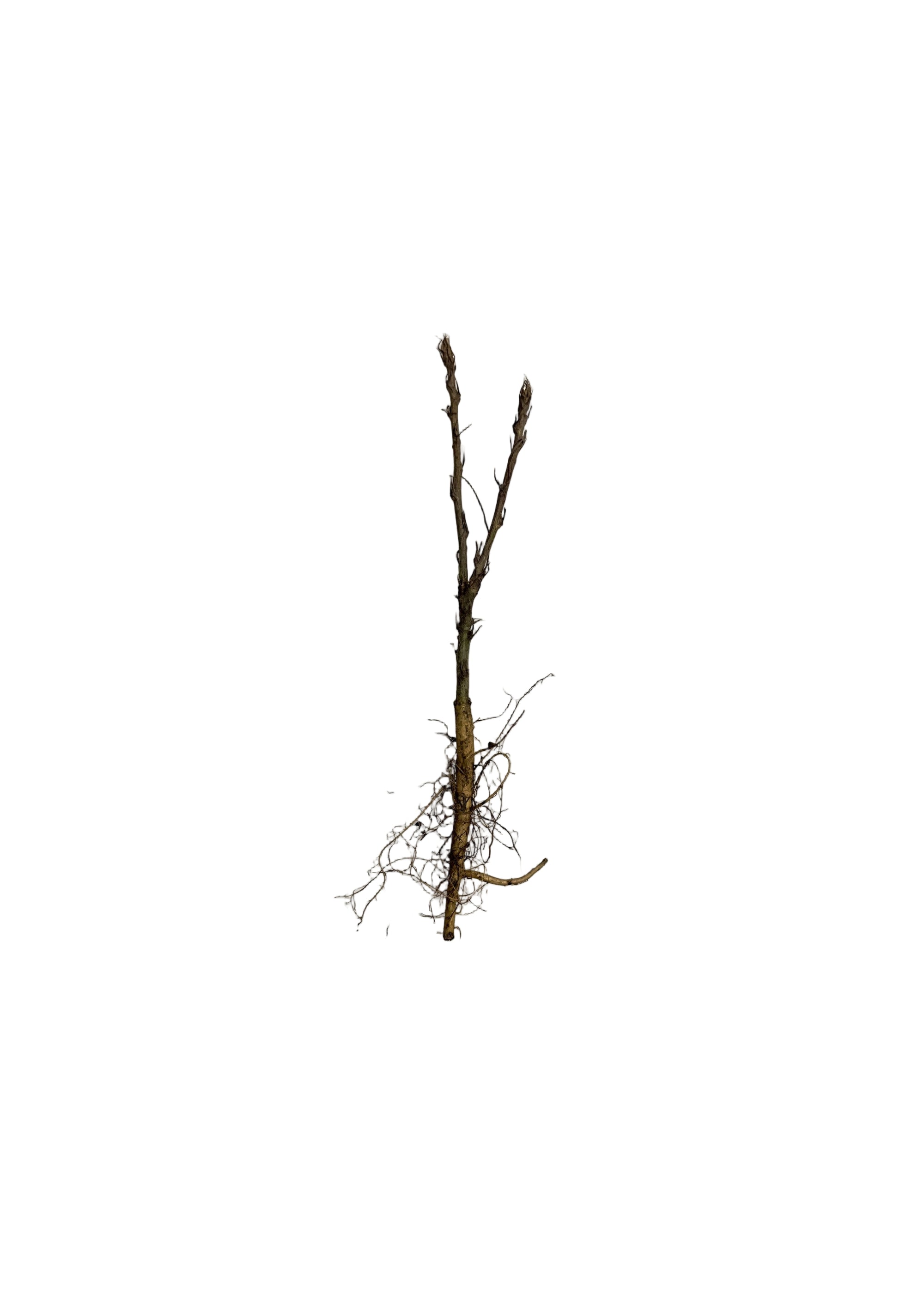 Caragana Common (Caragana arborescens) - Shrub Seedling