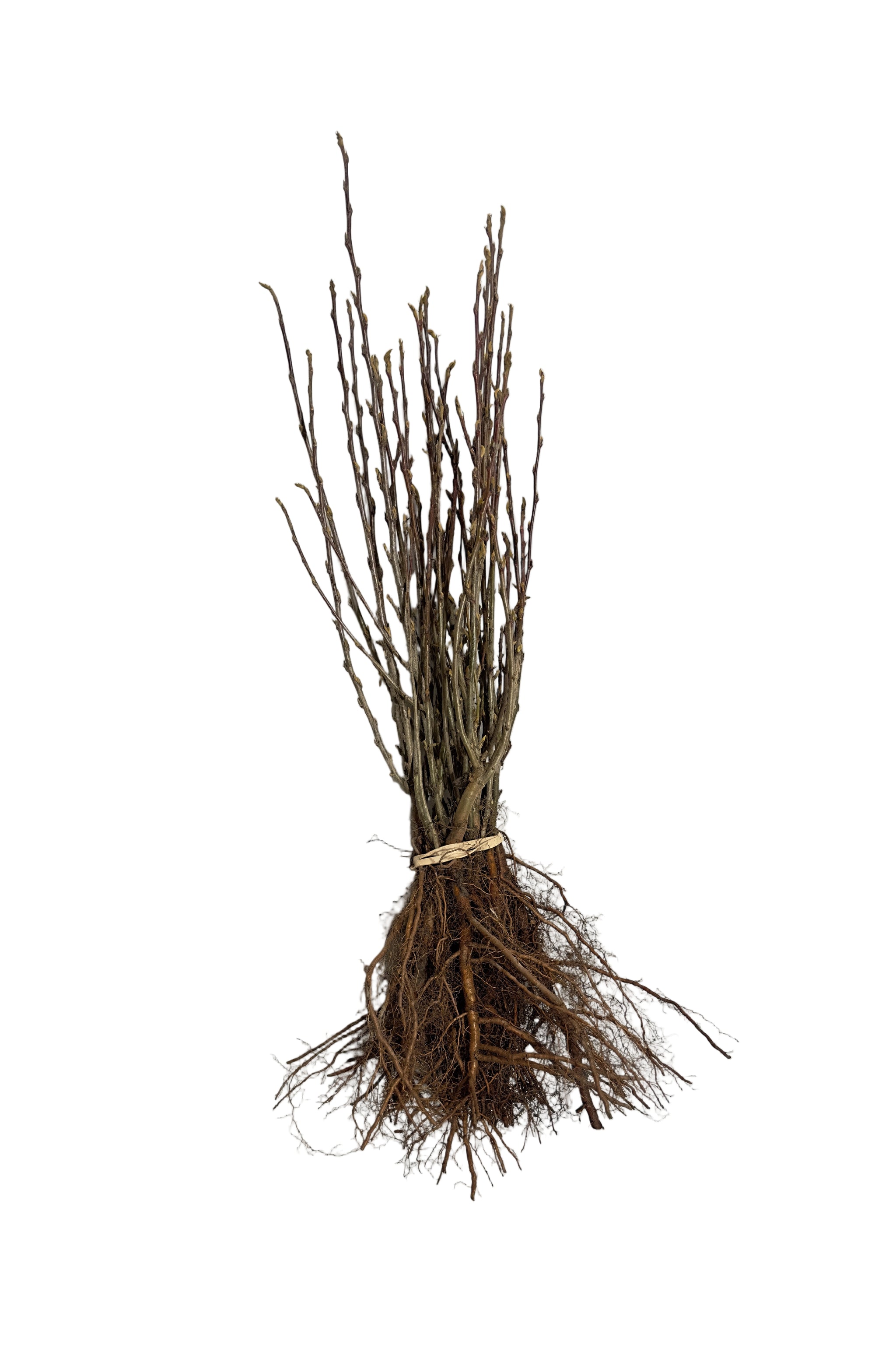 Cotoneaster Peking (Cotoneaster acutifolia) - Shrub Seedling