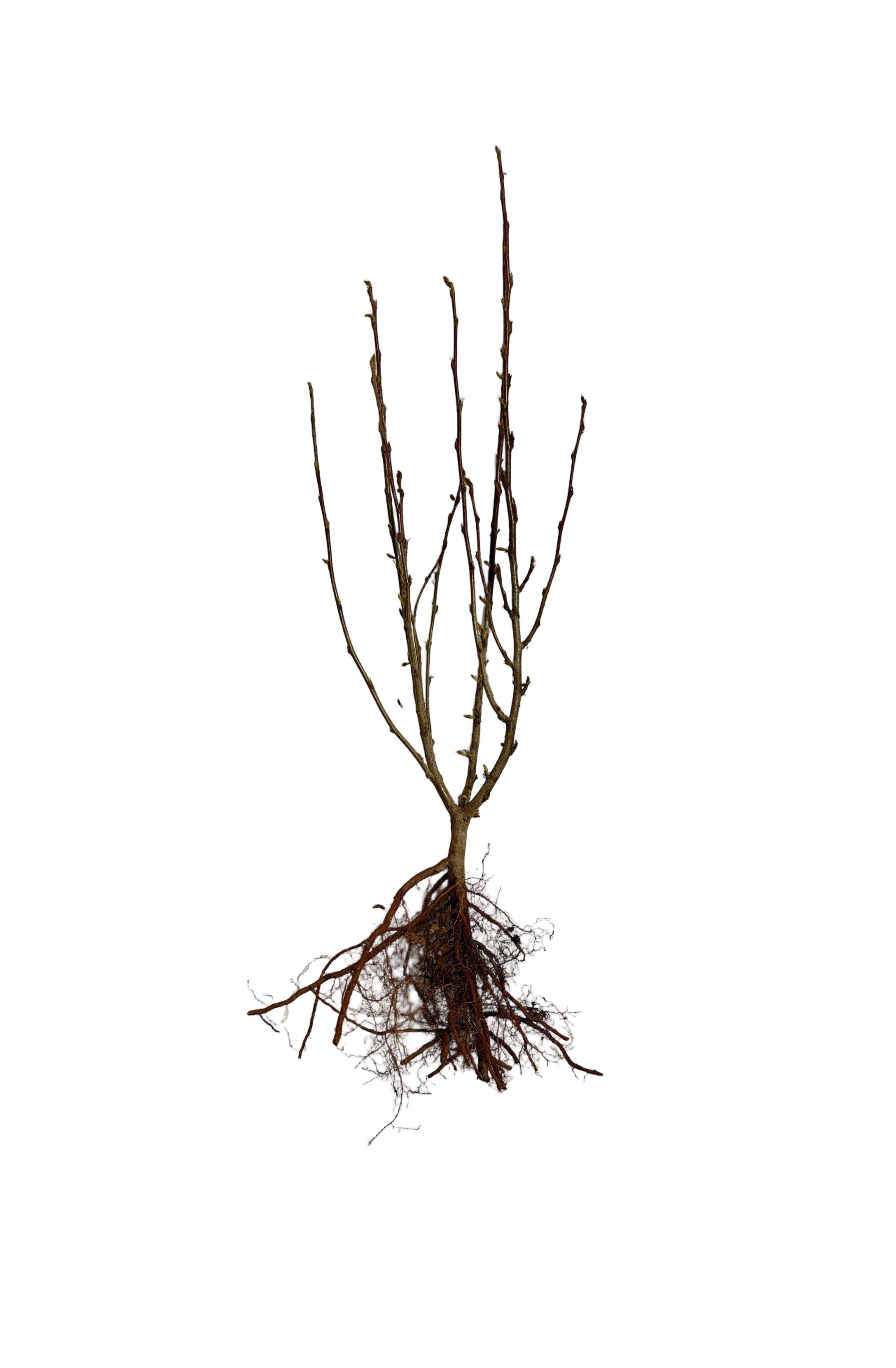 Cotoneaster Peking (Cotoneaster acutifolia) - Shrub Seedling