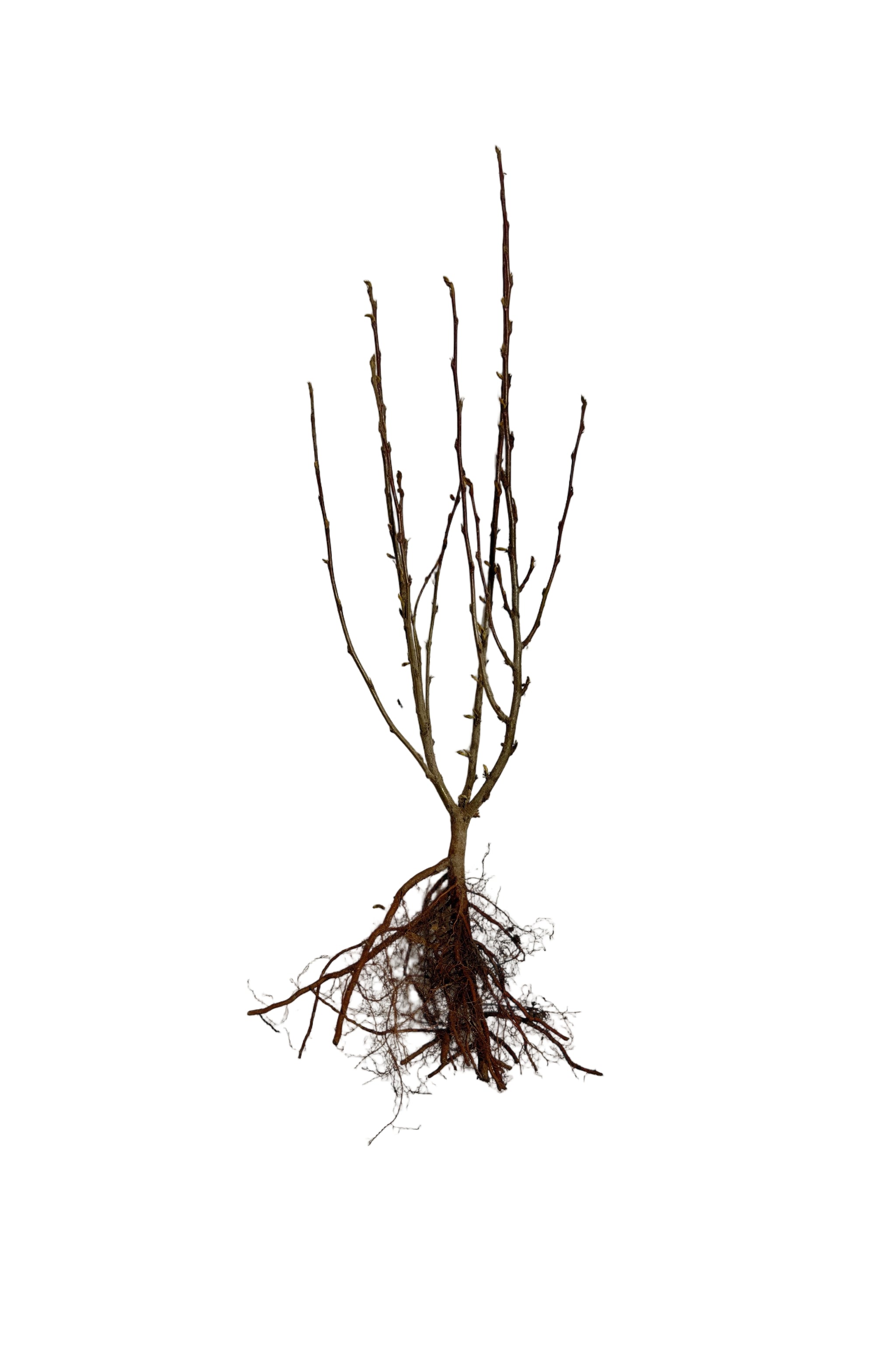 Cotoneaster Peking (Cotoneaster acutifolia) - Shrub Seedling