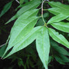 Cherry Prinsepia (Prinsepia sinensis) - Shrub Seedling