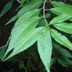 Cherry Prinsepia (Prinsepia sinensis) - Shrub Seedling