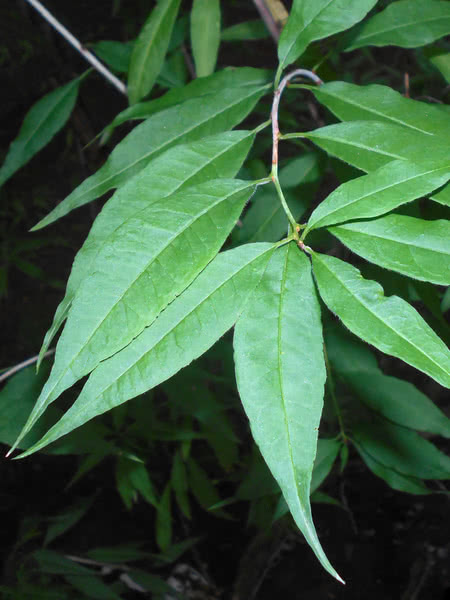 Cherry Prinsepia (Prinsepia sinensis) - Shrub Seedling