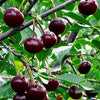 Cherry Romeo (Prunus x kerrasis) - Shrub Seedling