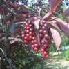 Chokecherry Robert (Prunus virginiana)