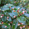 Cotoneaster Peking (Cotoneaster acutifolia) - Shrub Seedling