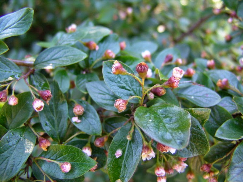 Cotoneaster Peking (Cotoneaster acutifolia) - Shrub Seedling