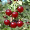 Cherry Cupid (Prunus) - Shrub Seedling