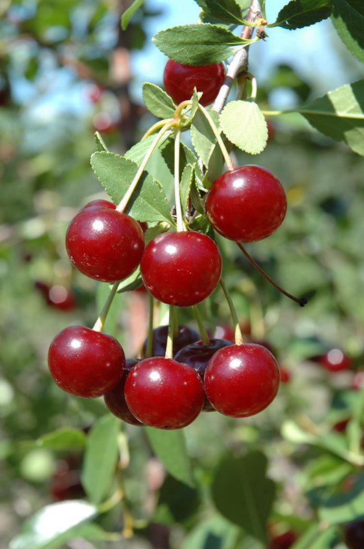 Cherry Cupid (Prunus) - Shrub Seedling