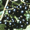 Currant Ben Hope (Ribes nigrum)