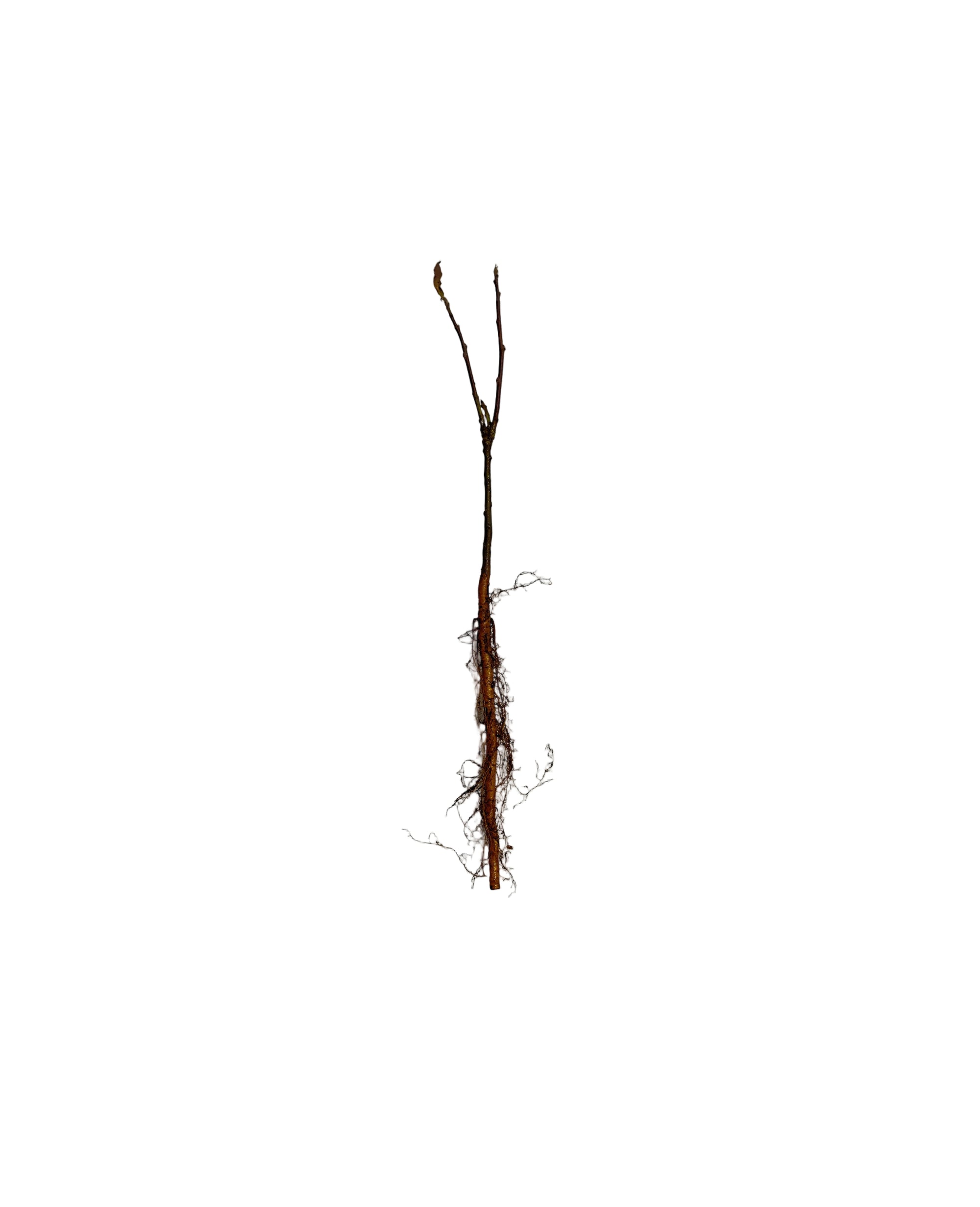 Flowering Crabapple Dolgo (Malus) - Tree Seedling