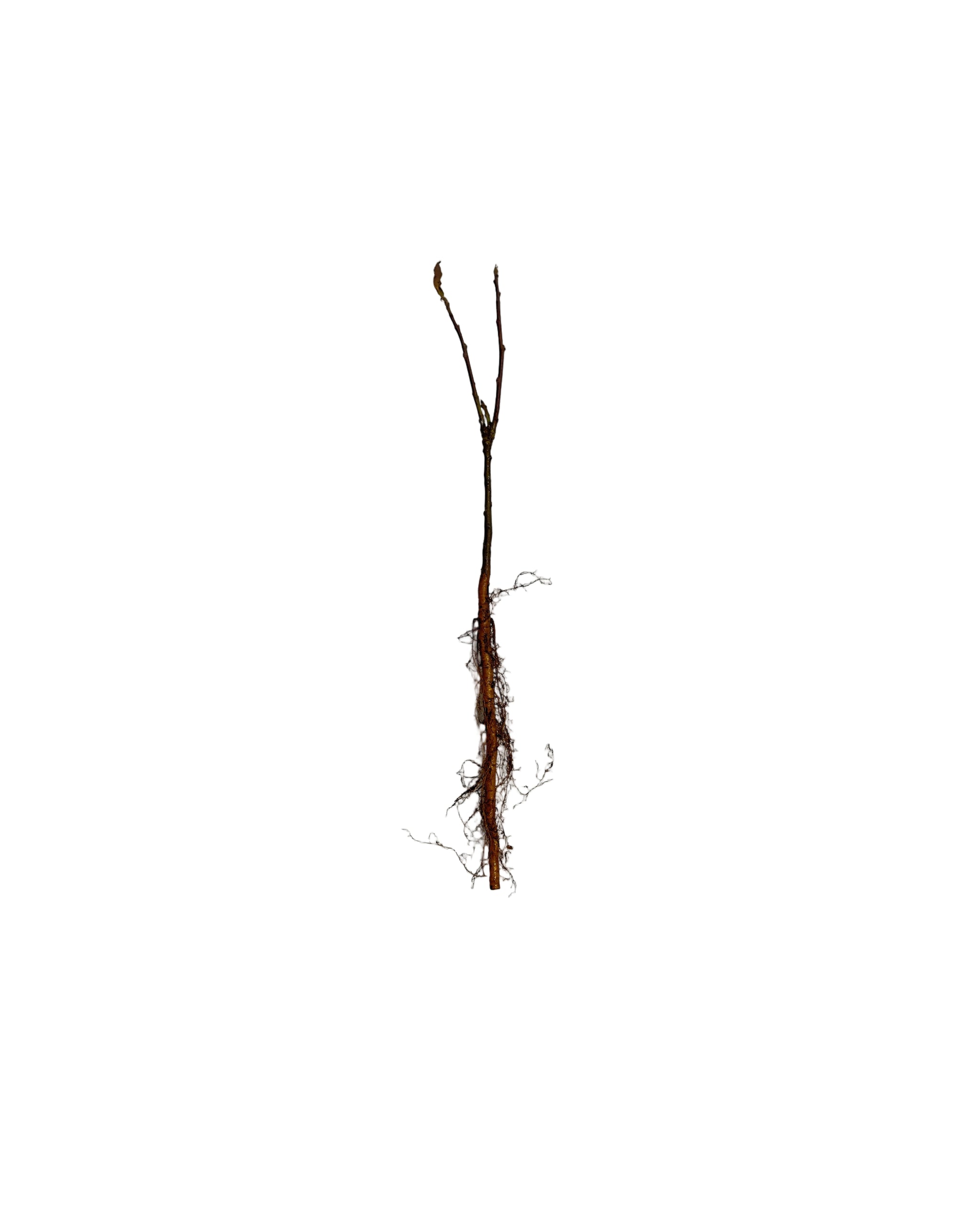 Flowering Crabapple Dolgo (Malus) - Tree Seedling