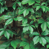 Engleman Ivy (Parthenocissus quinquefolia)