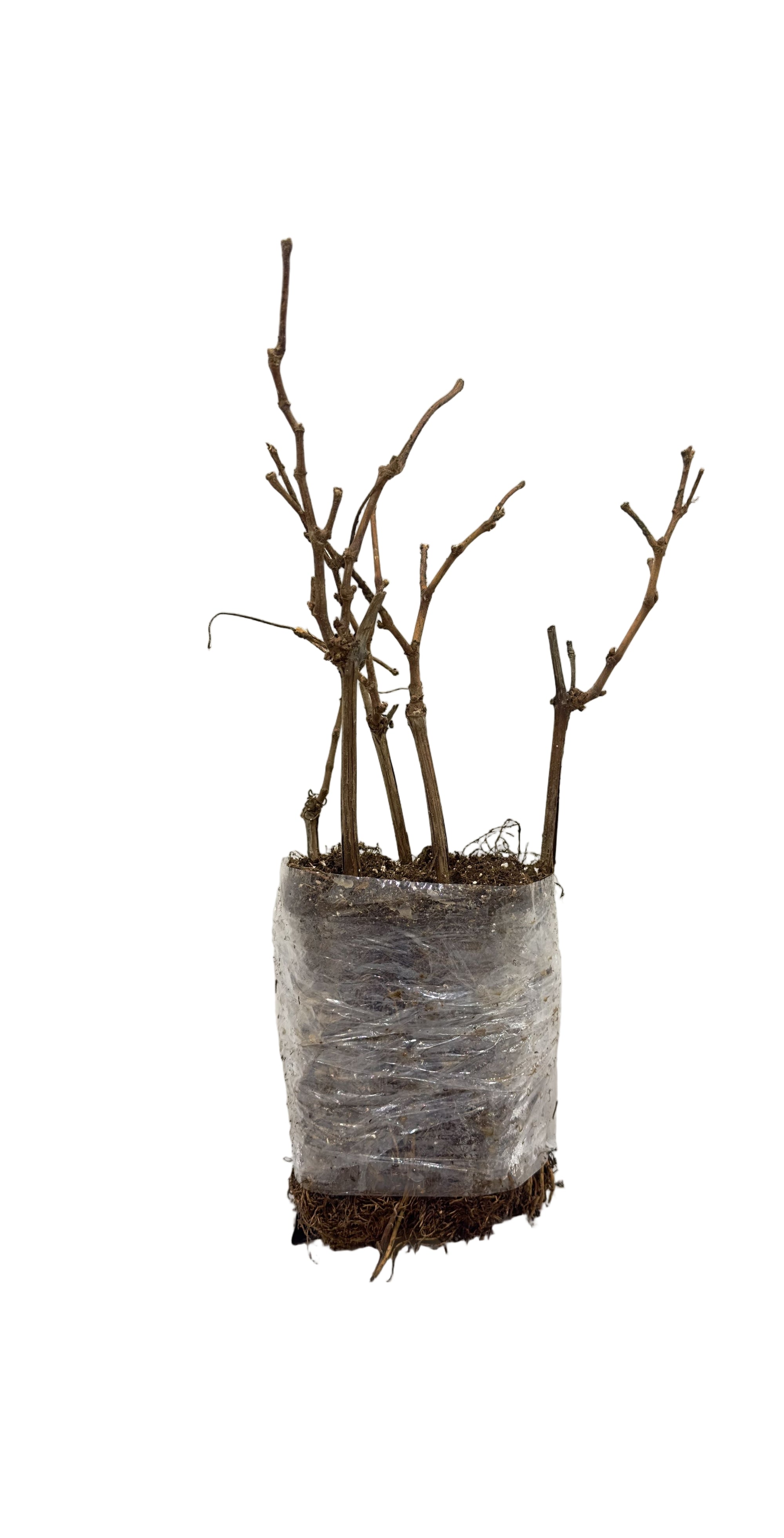 Grape F130 (Vitis) - Vine Seedling